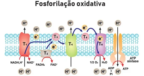 fosforilacao-oxidativa.webp