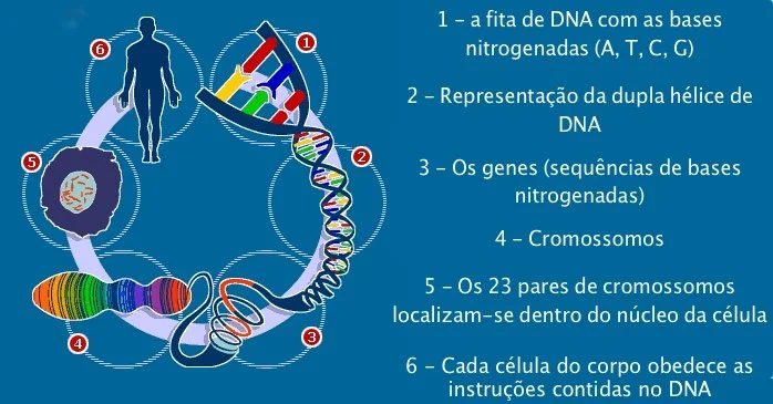 Genoma Humano — ANDREIA TORRES