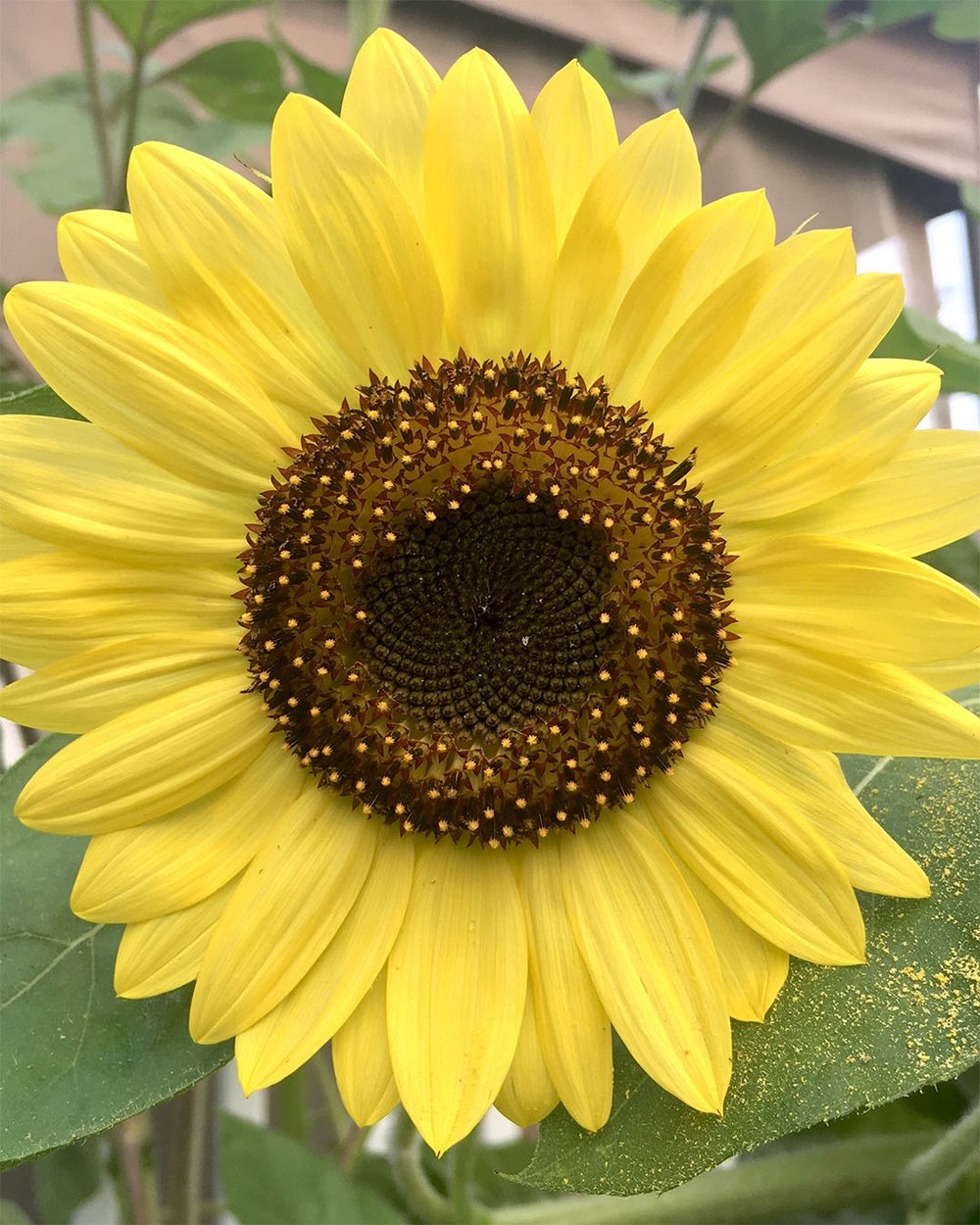 Sunflower2.jpg