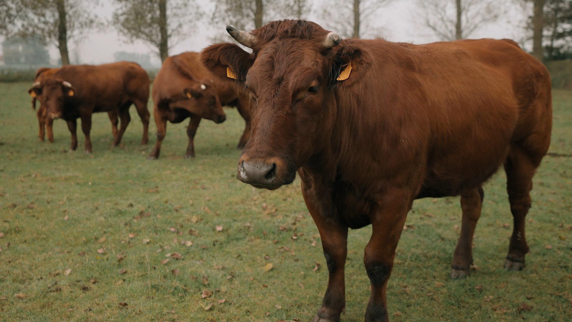 Dierendonck