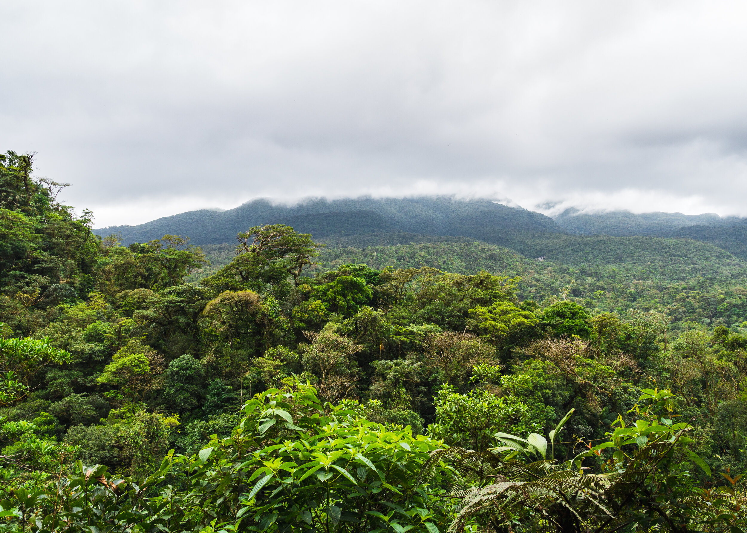 Volcano Cloud Forest.jpg