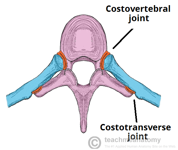 Posterior-Articulations-of-the-Rib.png