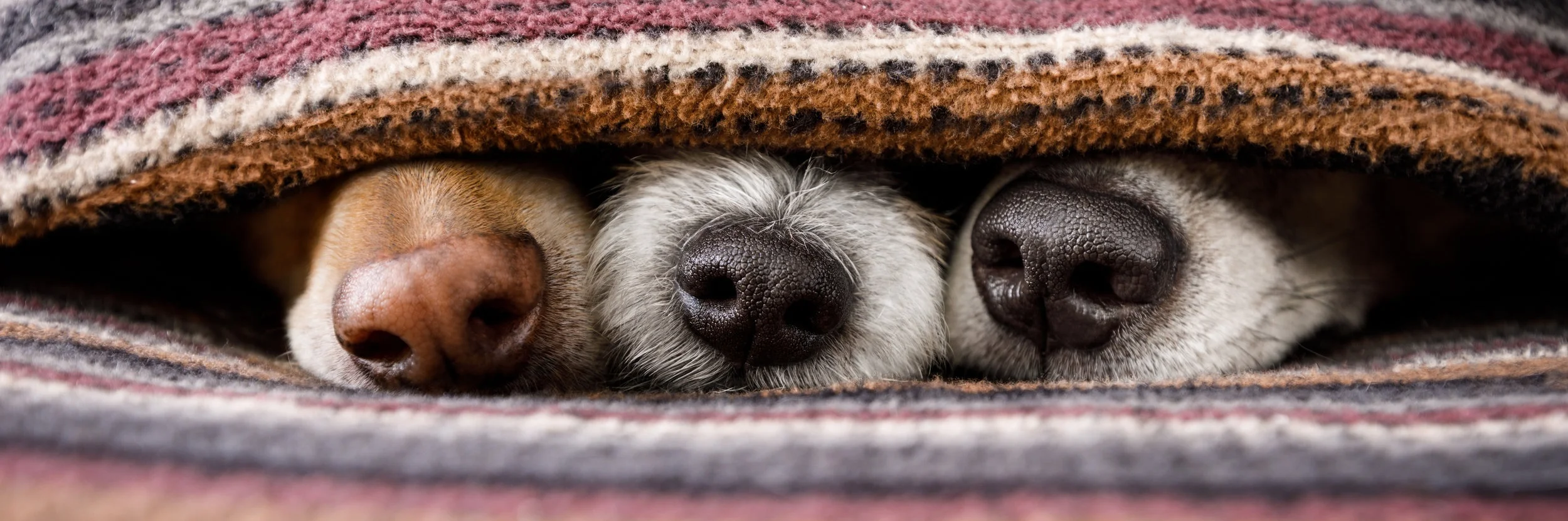 iStock-897059612.jpg