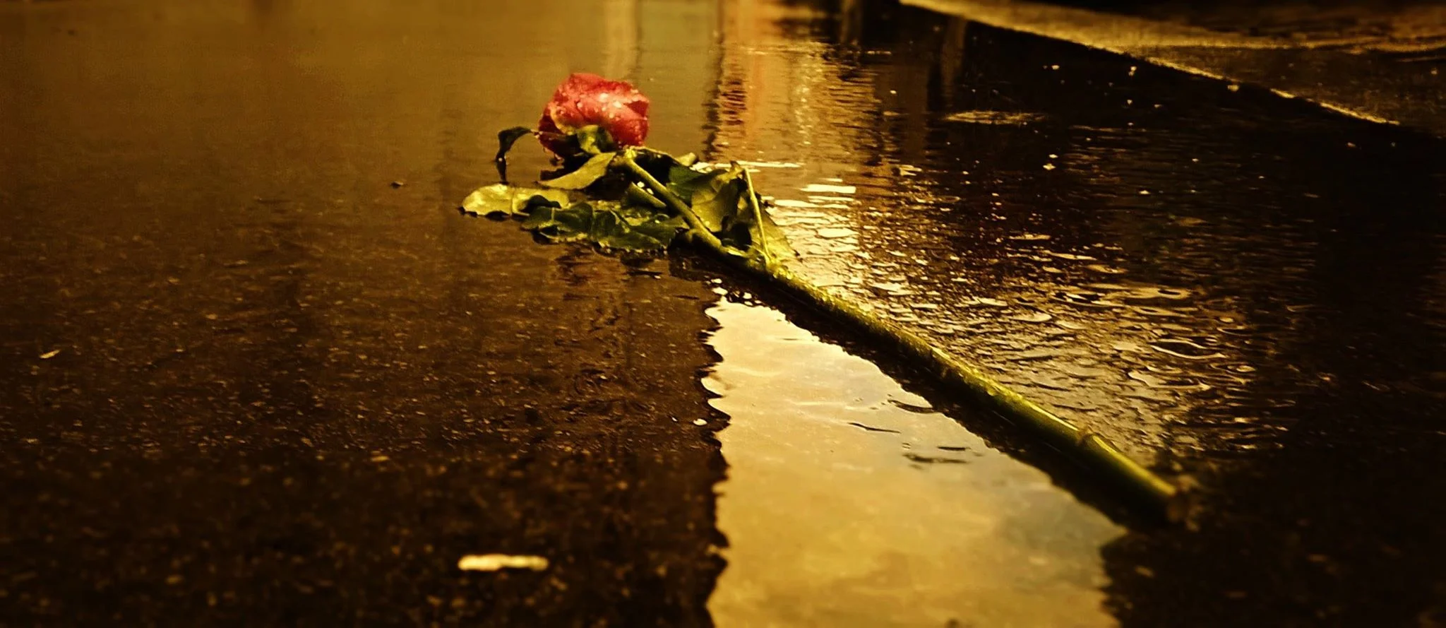 Roseinrain.jpg
