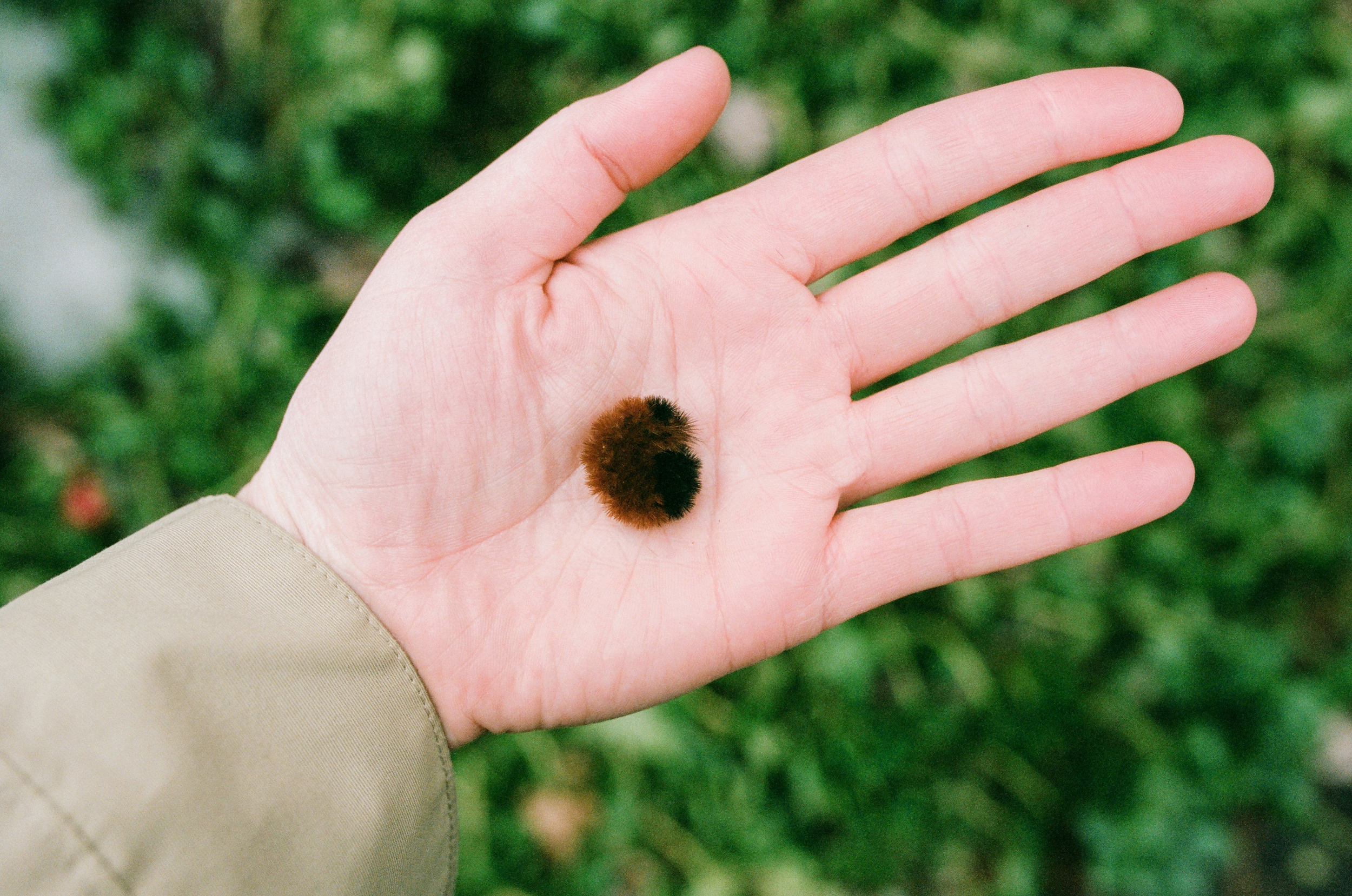 Wooly Bear (Canon 1v :: Portra 400 @ 320) 32/366