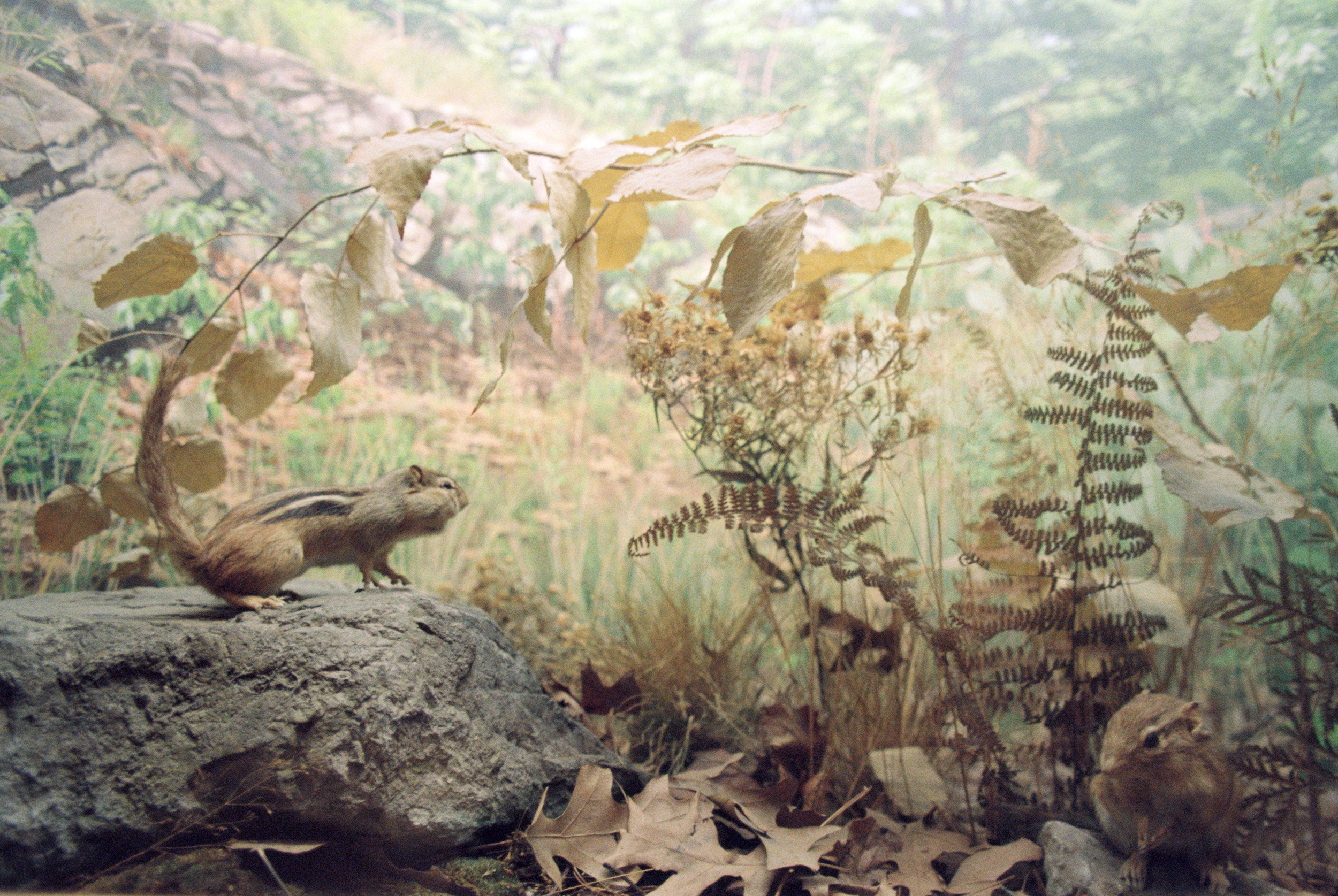 Diorama (Nikon FM2 :: Portra 400) 70/366