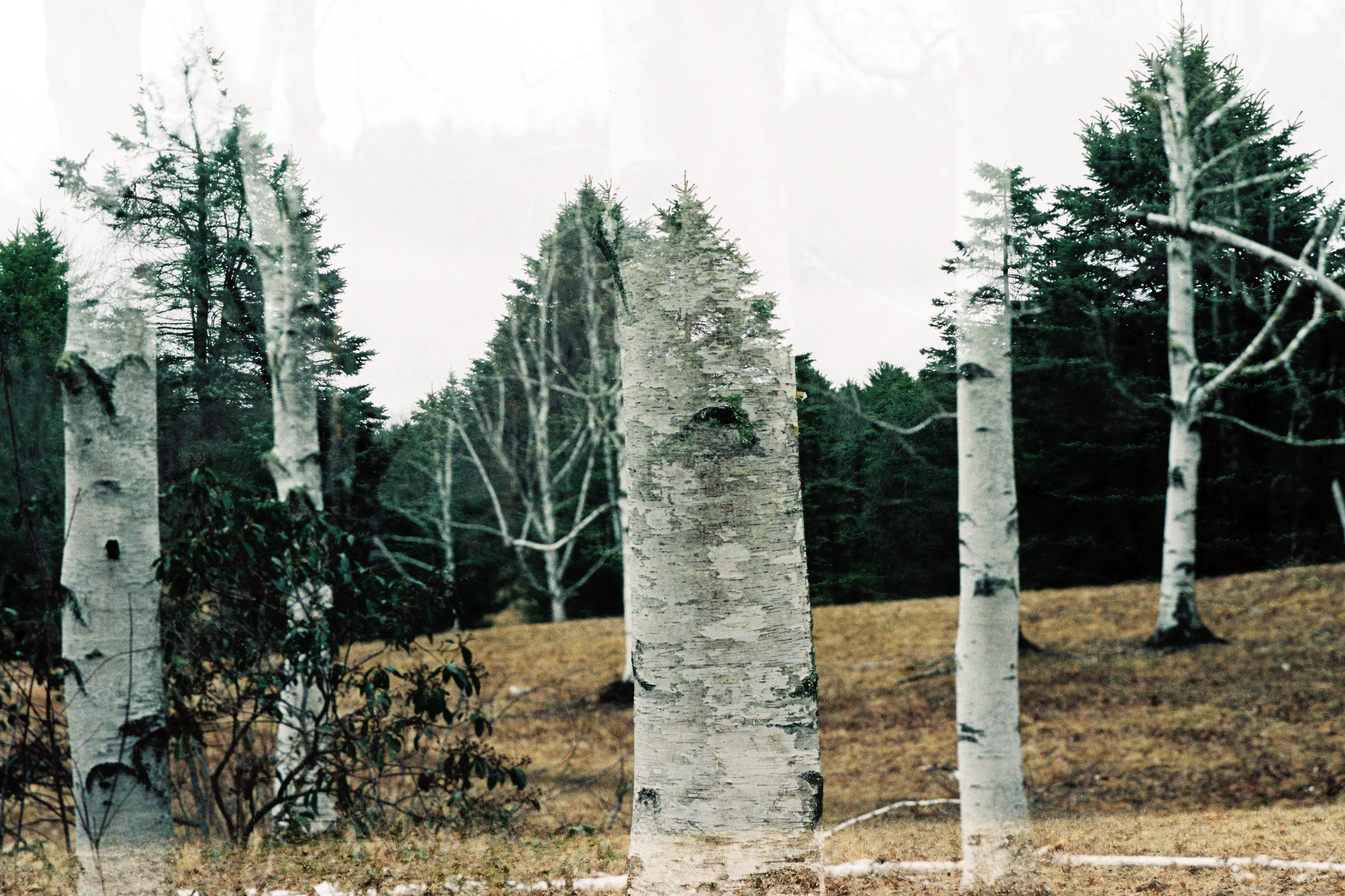 Birch & Evergreens (Canon 1v :: Portra 160) 75/366