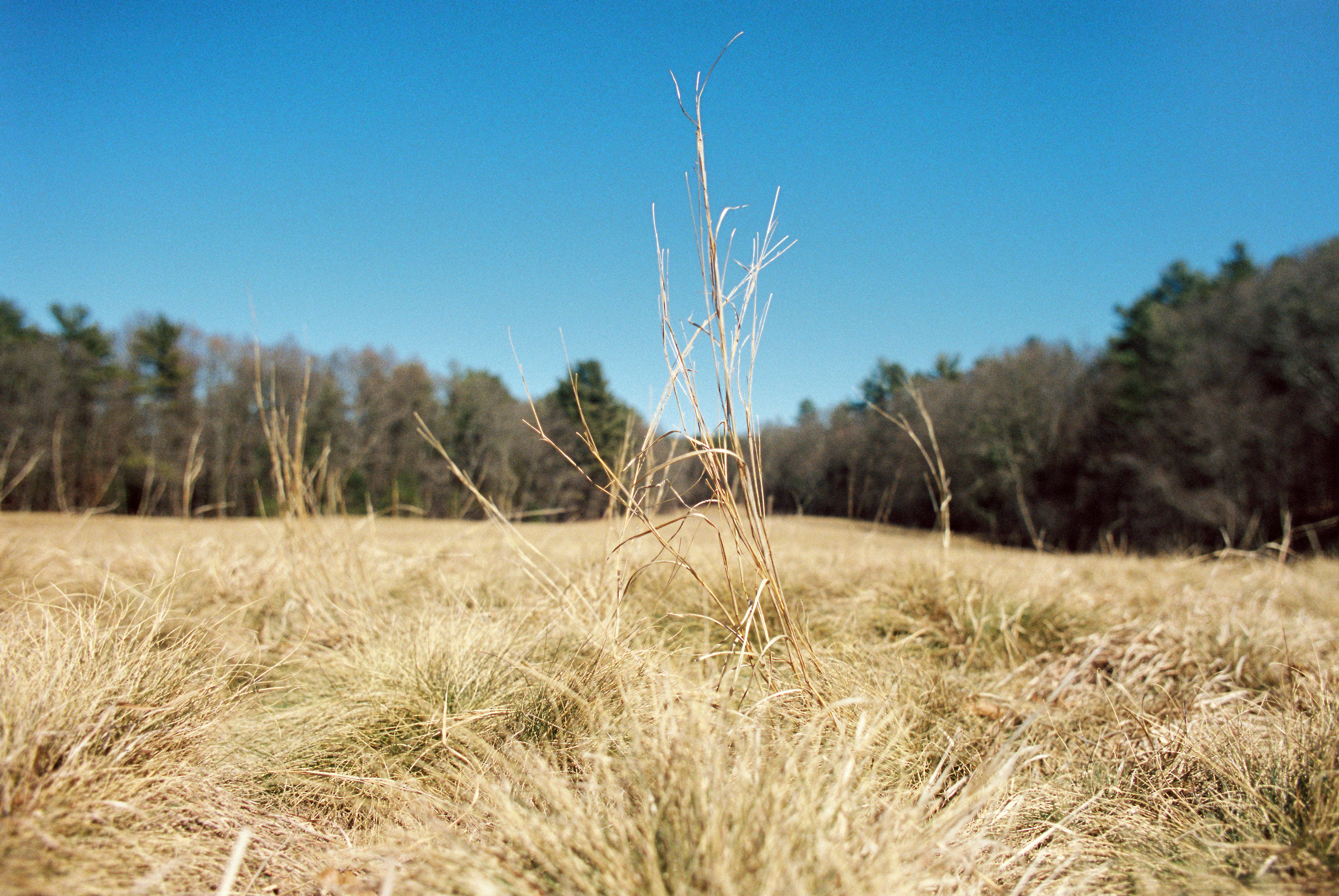 Bradley Palmer (Nikon FM2 :: Portra 400) 81/366