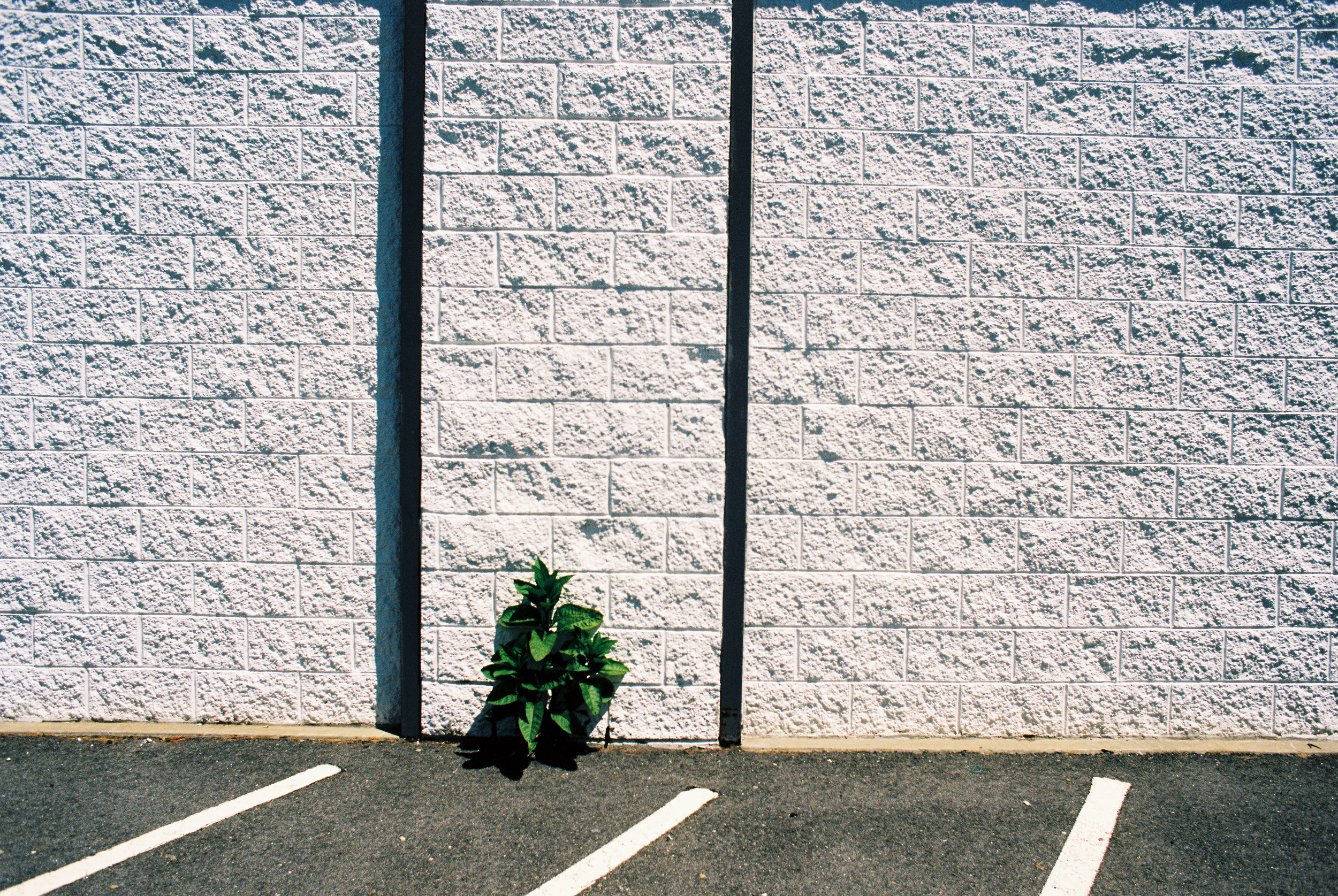 (Nikon FM2 :: Ektar) 143/365