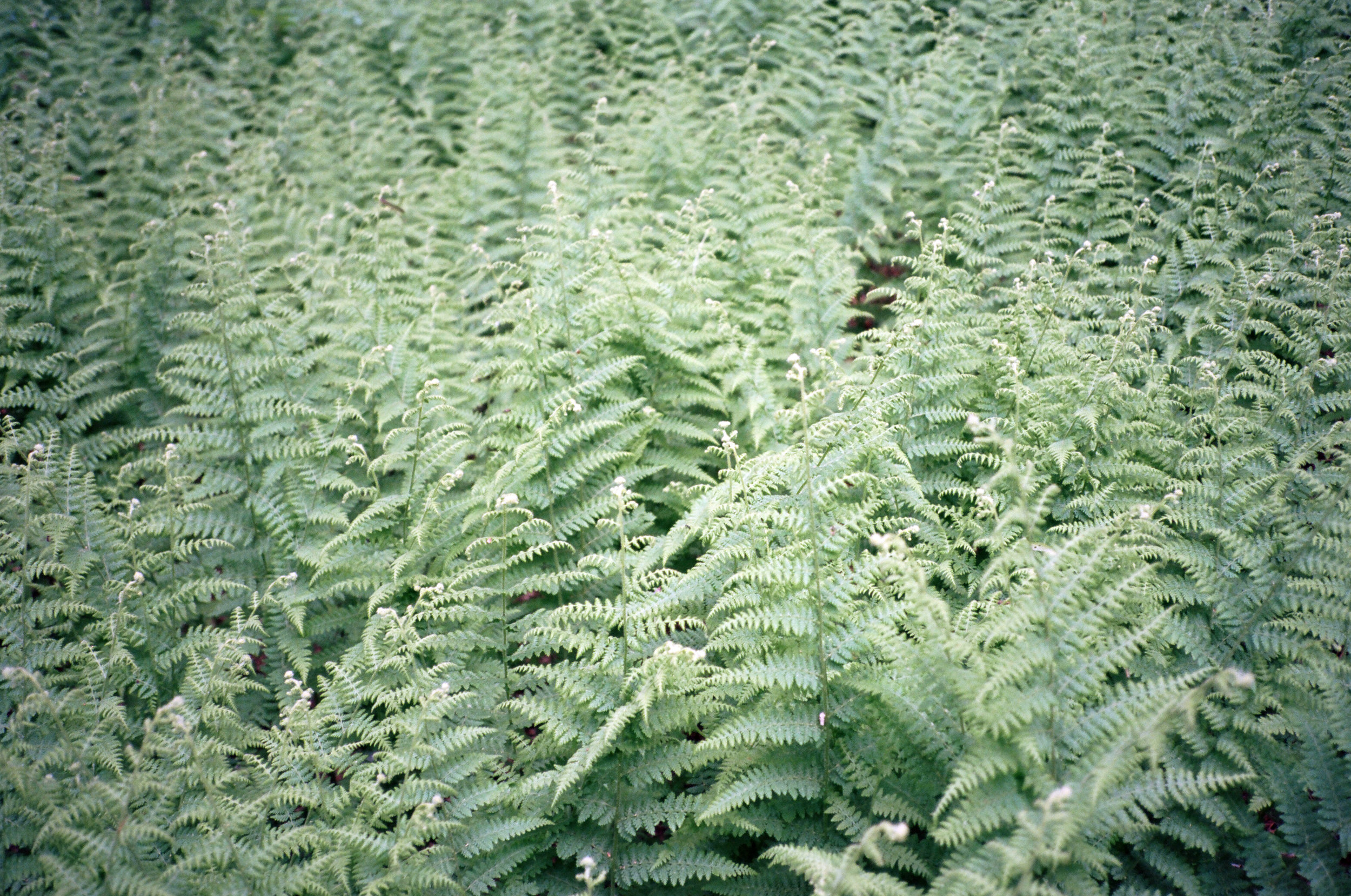 Ferns (Yashica T3 :: Ektar) 162/365