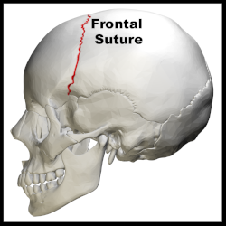 Coronal_suture_-_skull_-_lateral_view01.png
