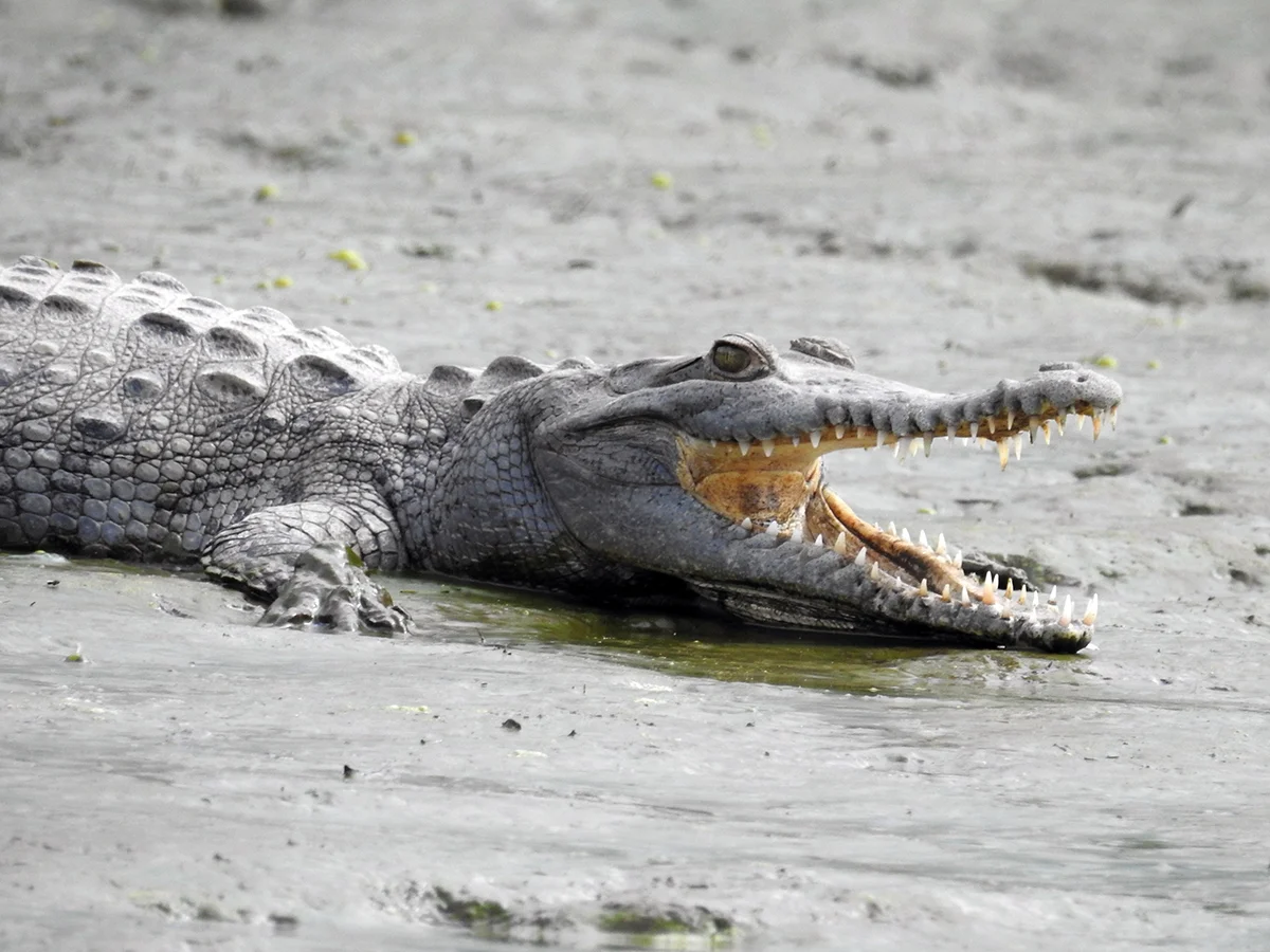 American crocodile ( Crocodylus acutus)