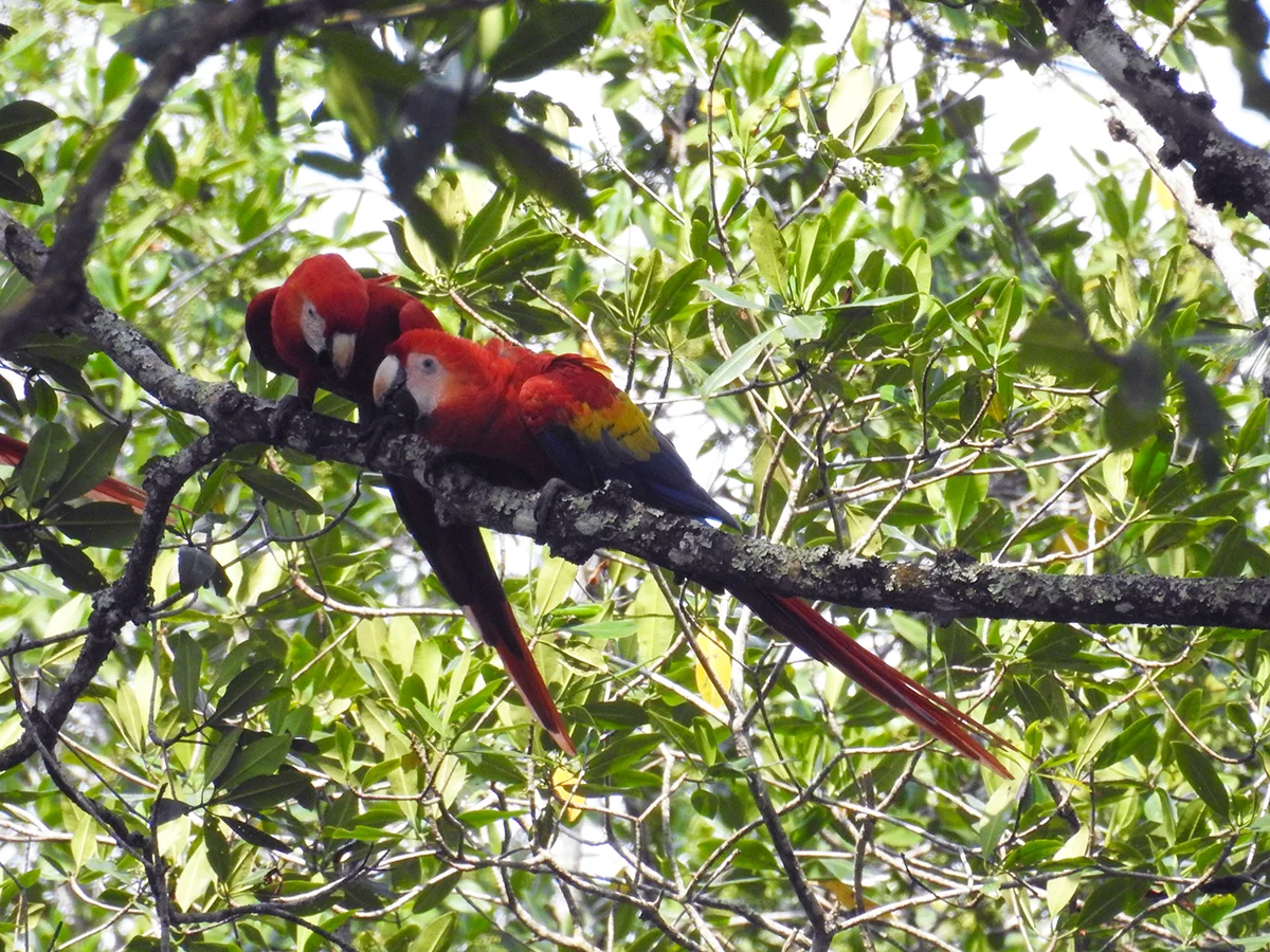 Scarlet macaw ( Ara macao)