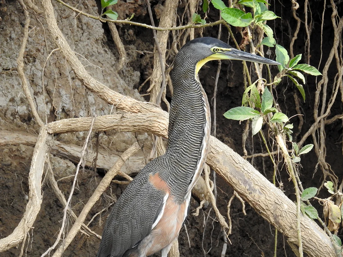 Bare-throated tiger heron ( Tigrisoma mexicanum)