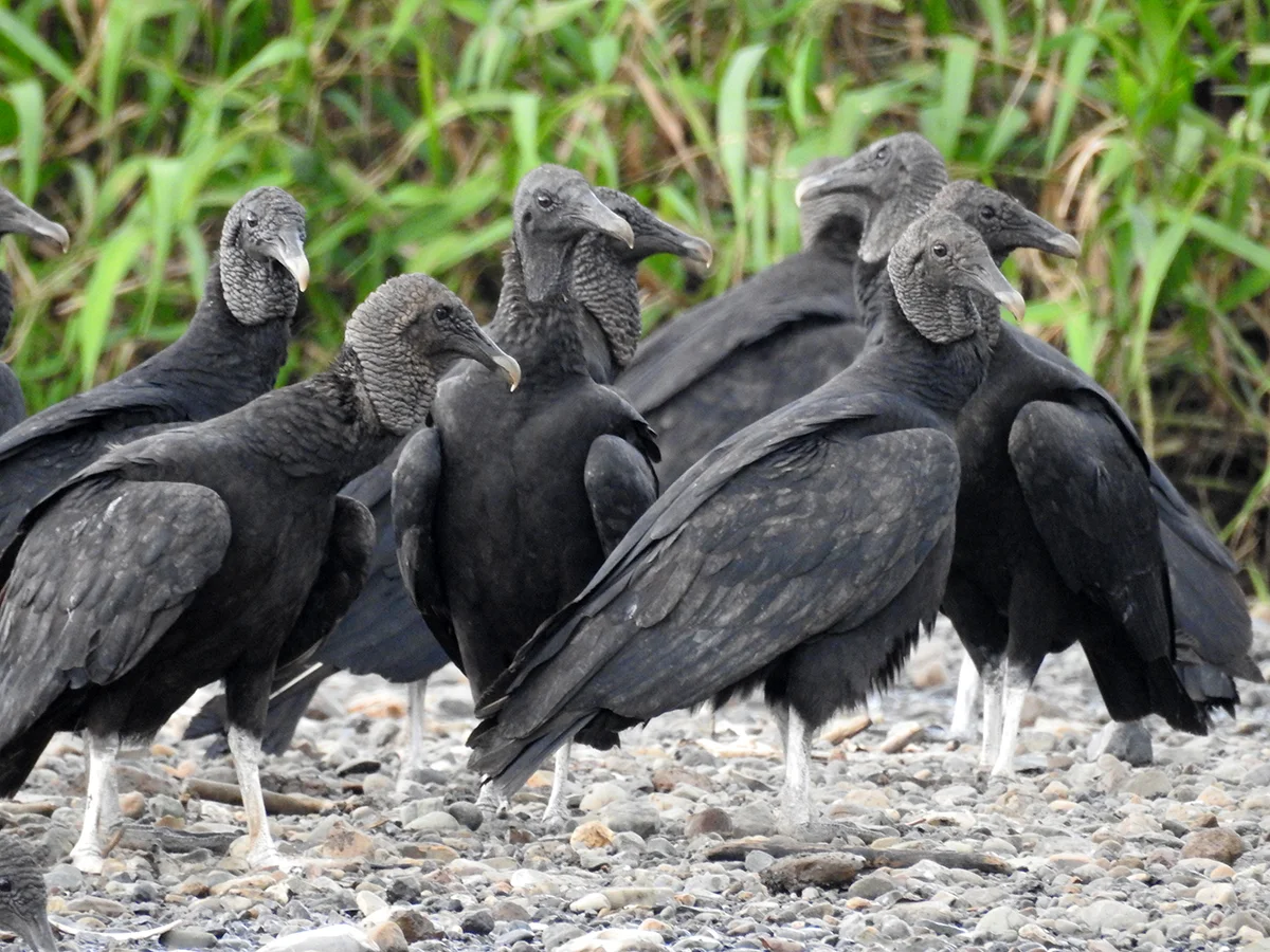 Black vulture ( Coragyps atratus)
