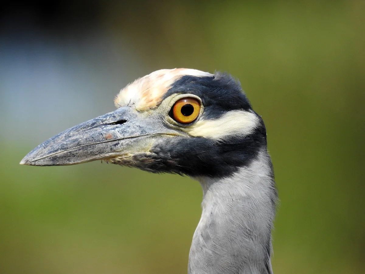 Yellow-crowned night heron ( Nyctanassa violacea)