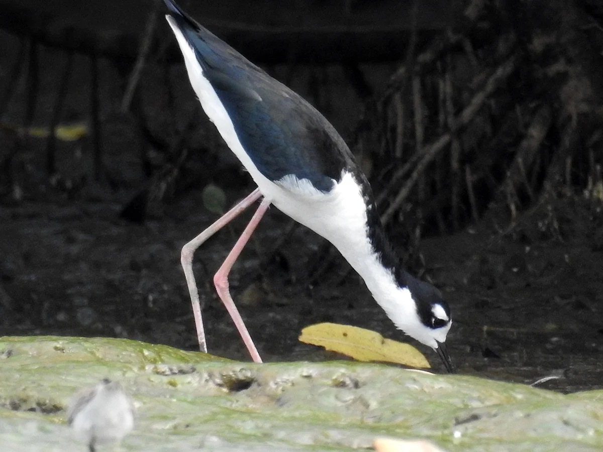 Black-necked stilt ( Himantopus mexicanus)