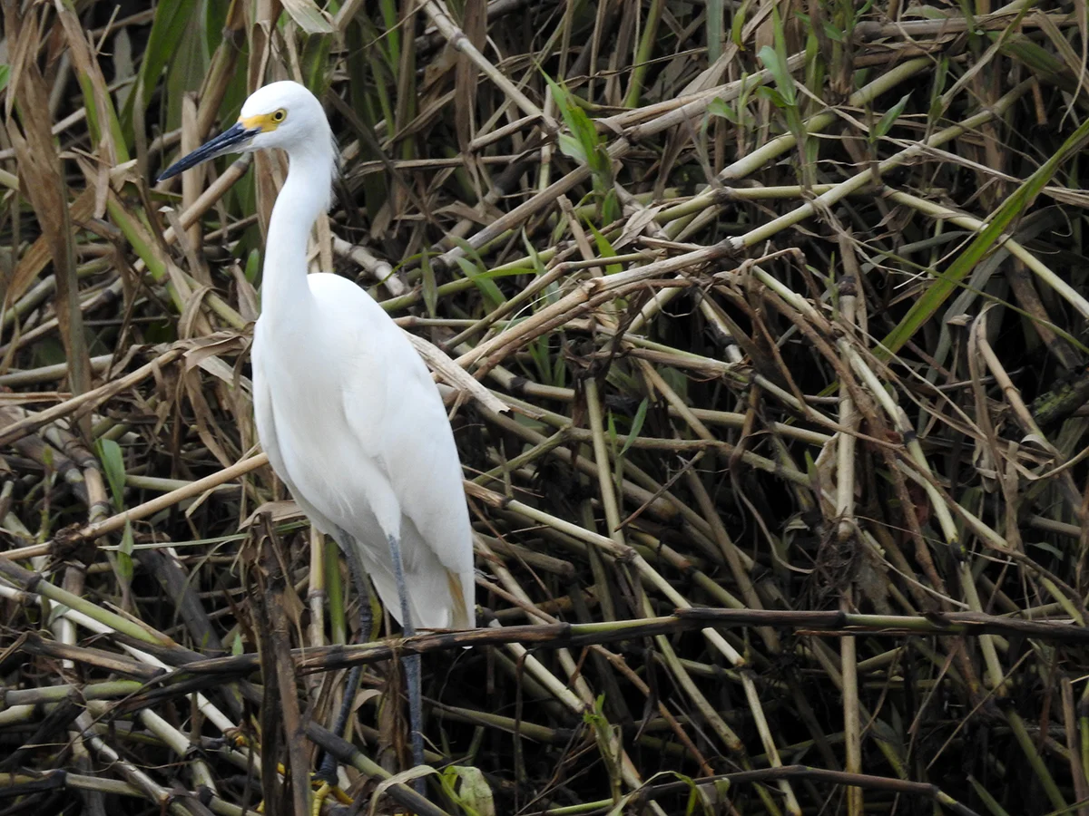 Snowy egret ( Egretta thula)