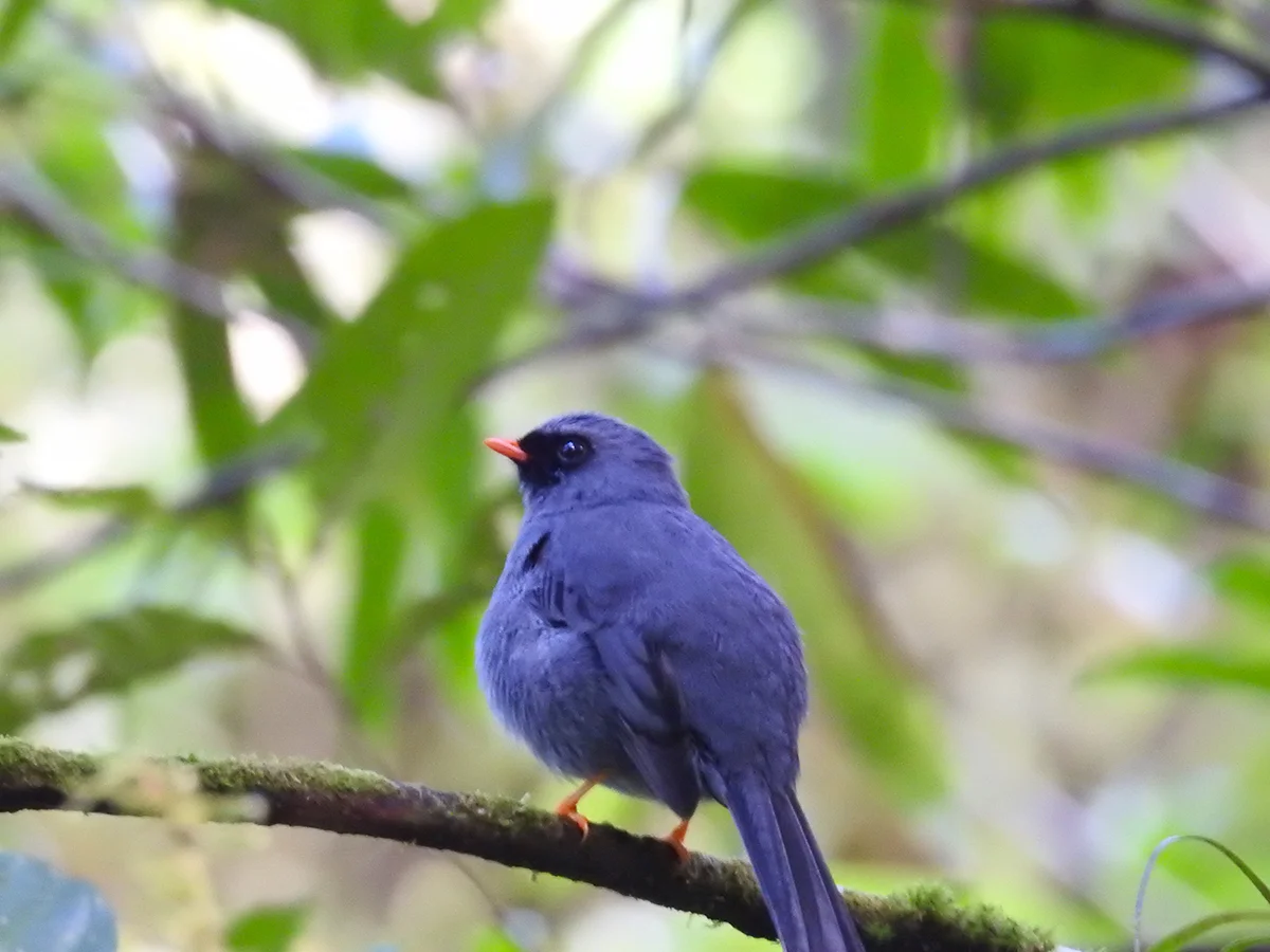 Black-faced solitaire ( Myadestes melanops)
