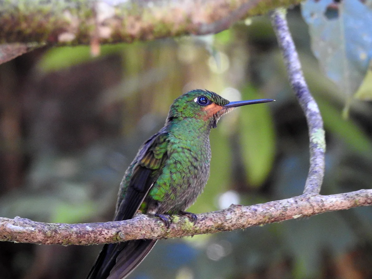 Striped-tailed hummingbird ( Eupherusa eximia), photo taken at the Hummingbird Gallery.