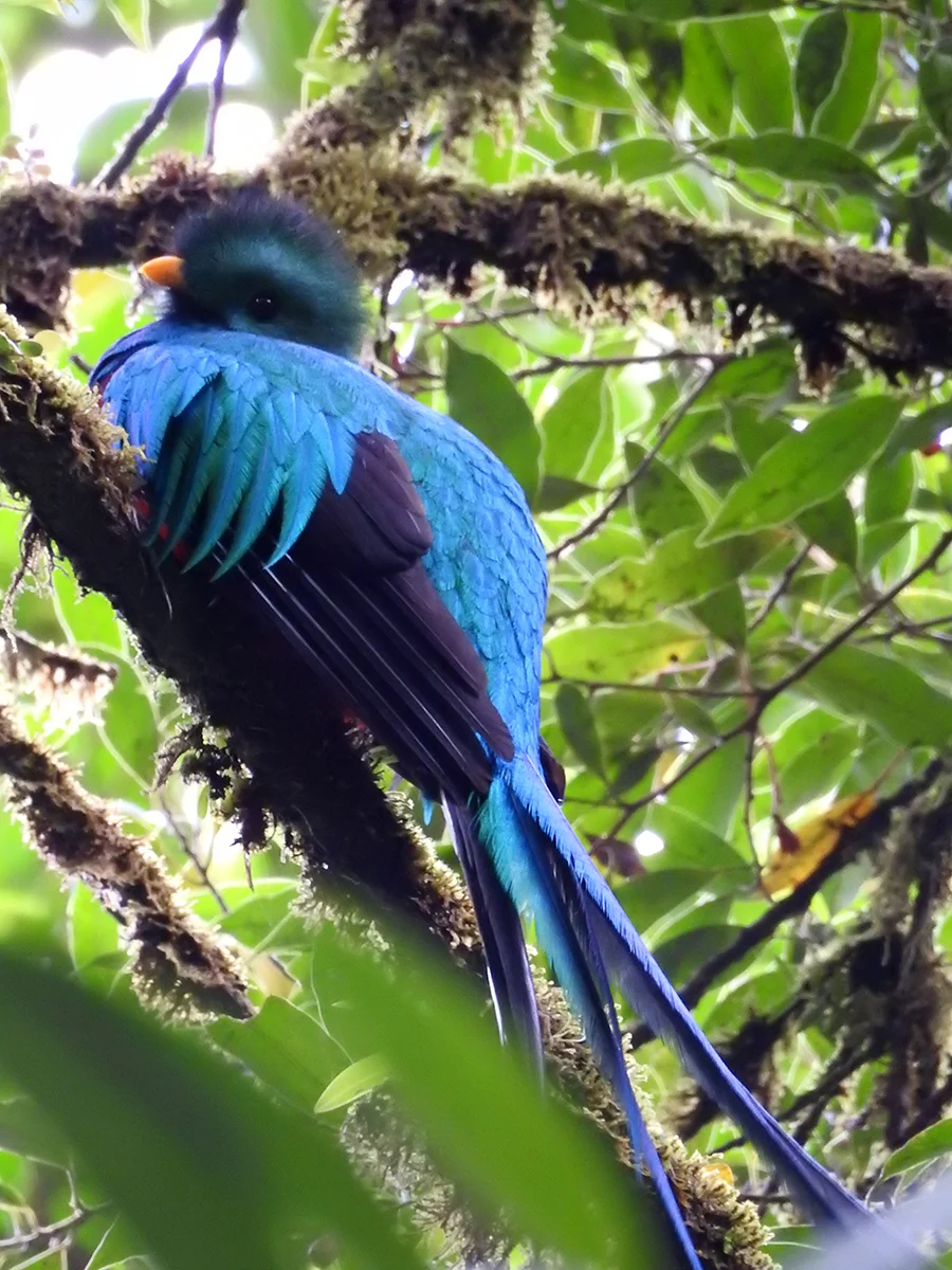 Resplendent quetzal ( Pharomachrus mocinno)