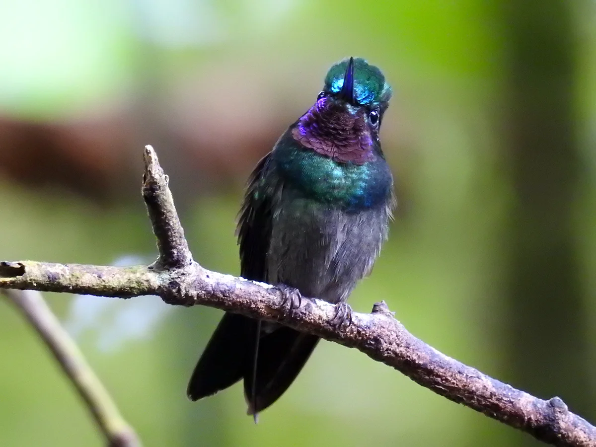 Purple-throated mountaingem ( Lampornis calolaemus), photo taken at the Hummingbird Gallery.