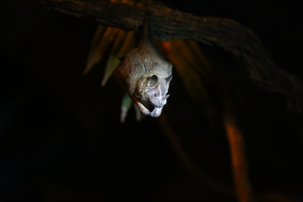 Orange nectar bat ( Lonchophylla robusta), photo taken at the Bat Jungle.