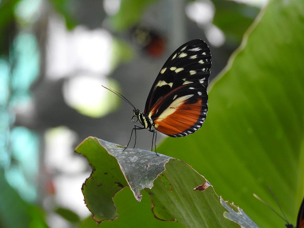 Hecale longwing ( Heliconius hecale), photo taken at the Butterfly Garden.