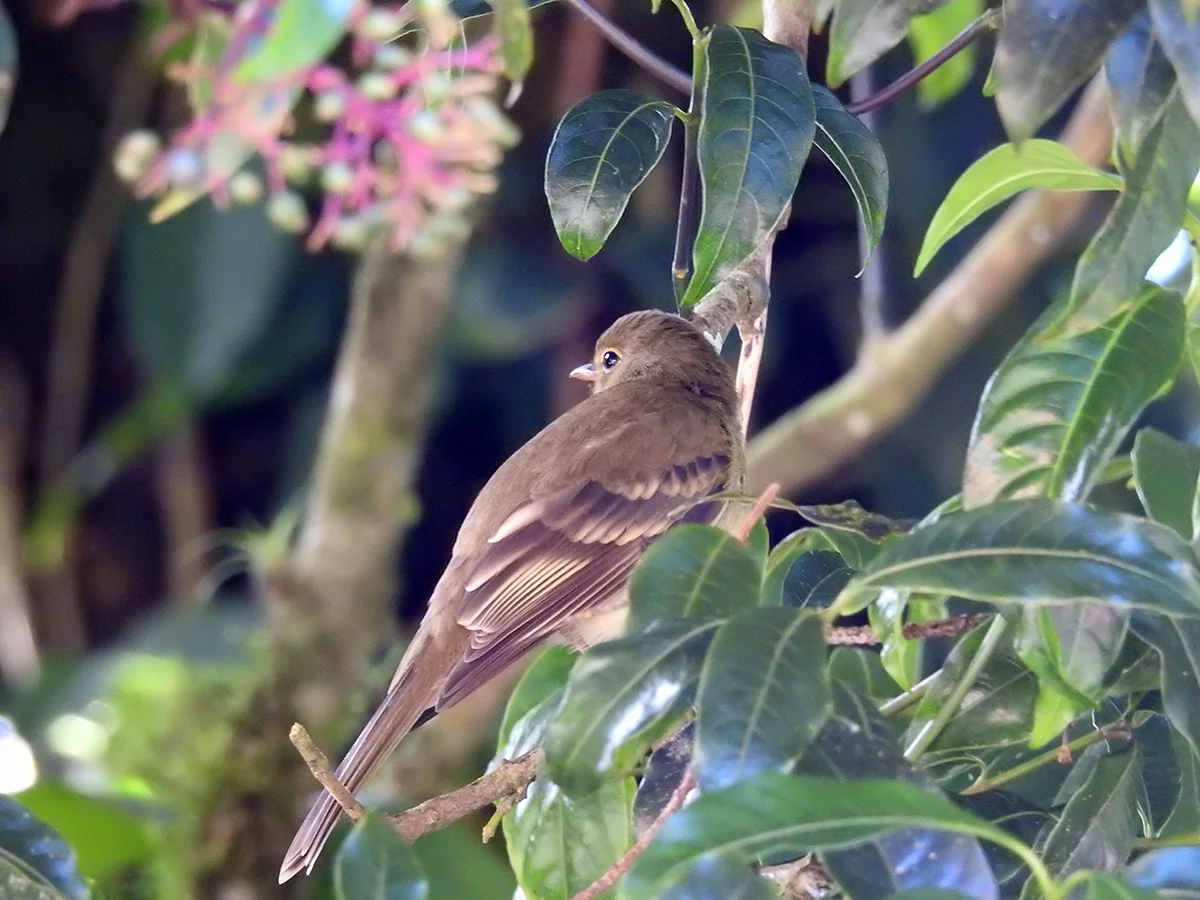Mountain elaenia ( Elaenia frantzii)