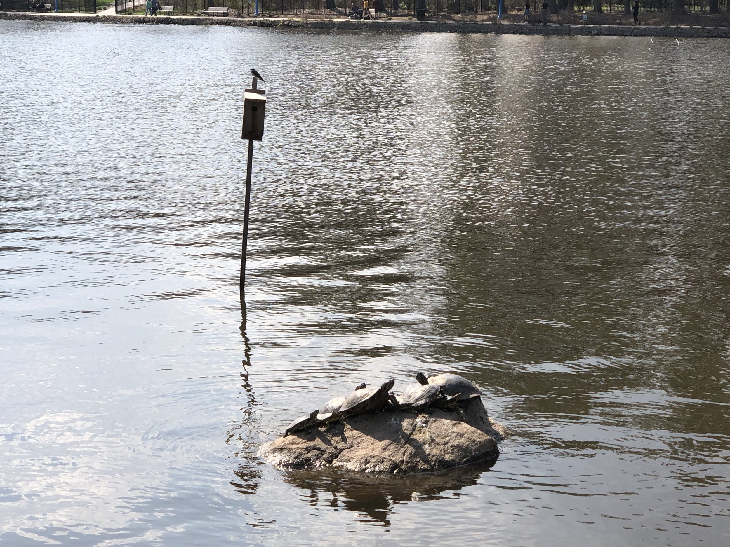 Painted turtles sunning themselves underneath the gaze of a sparrow.
