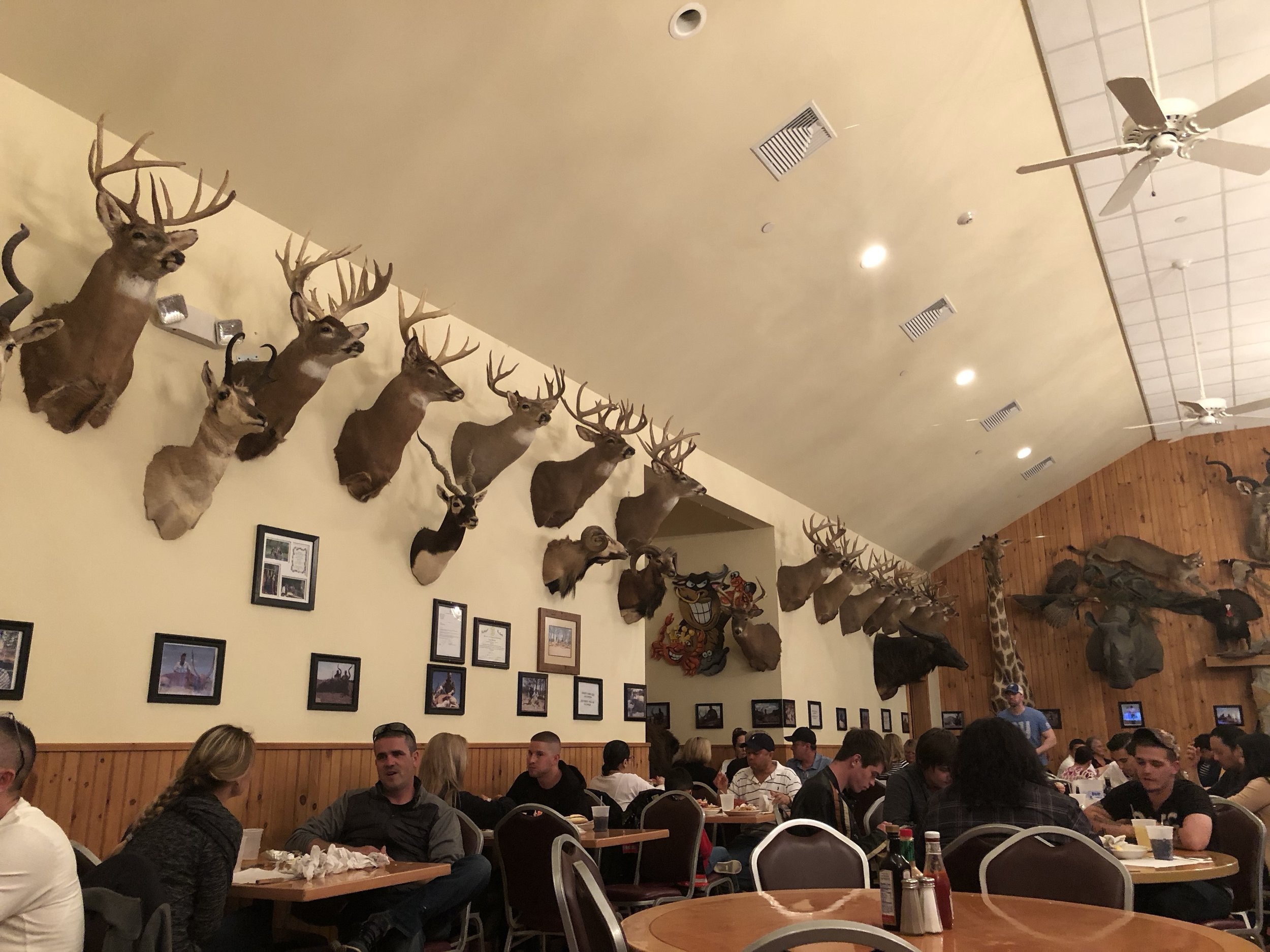 This room showcases land wildlife. The other room was all aquatic wildlife. A lot of these animals were game and the photos on the wall show the owner (i think) with his kills. 