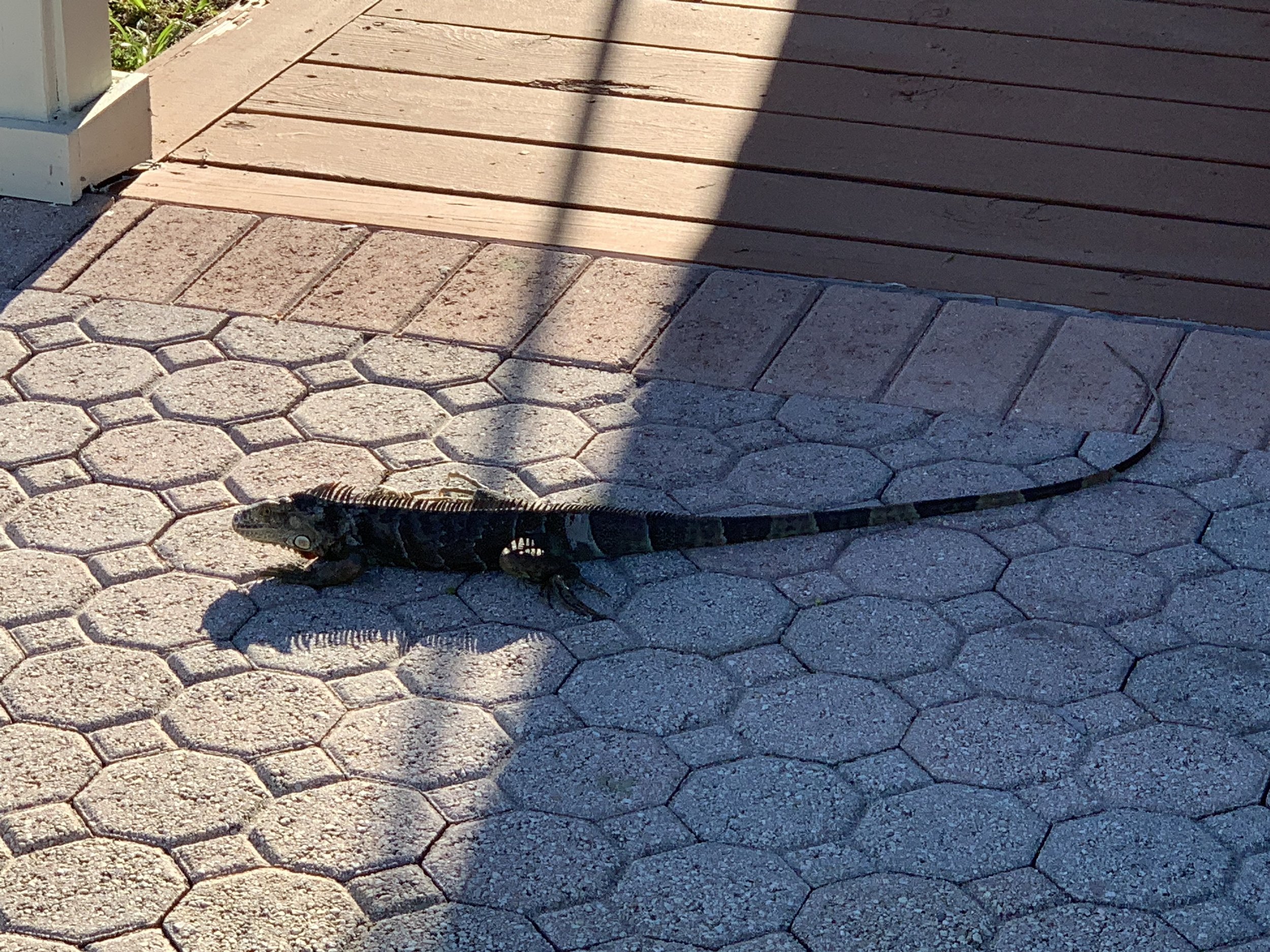 Even the lizards like the weather here.