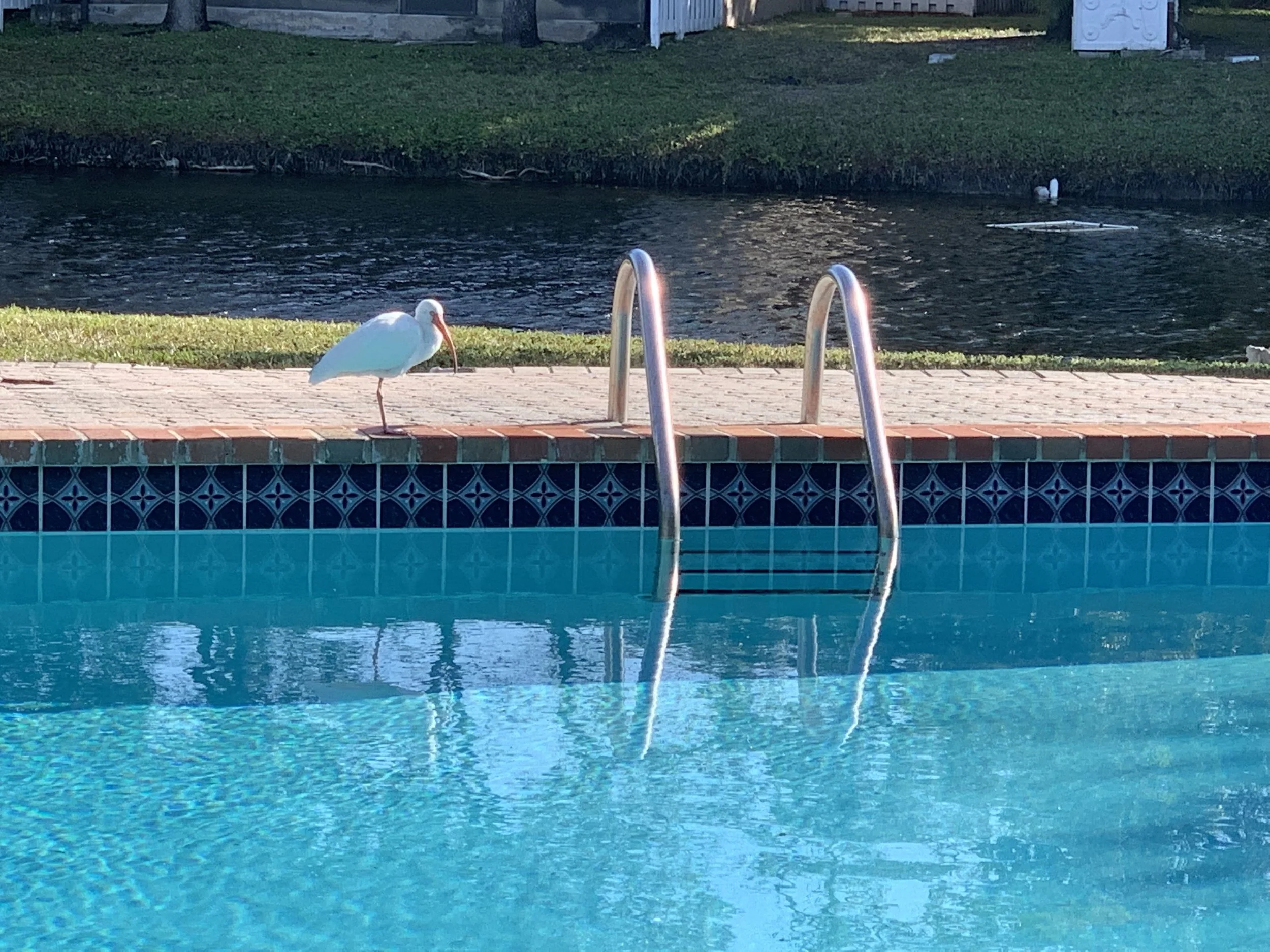 Morning visitor by the poolside.