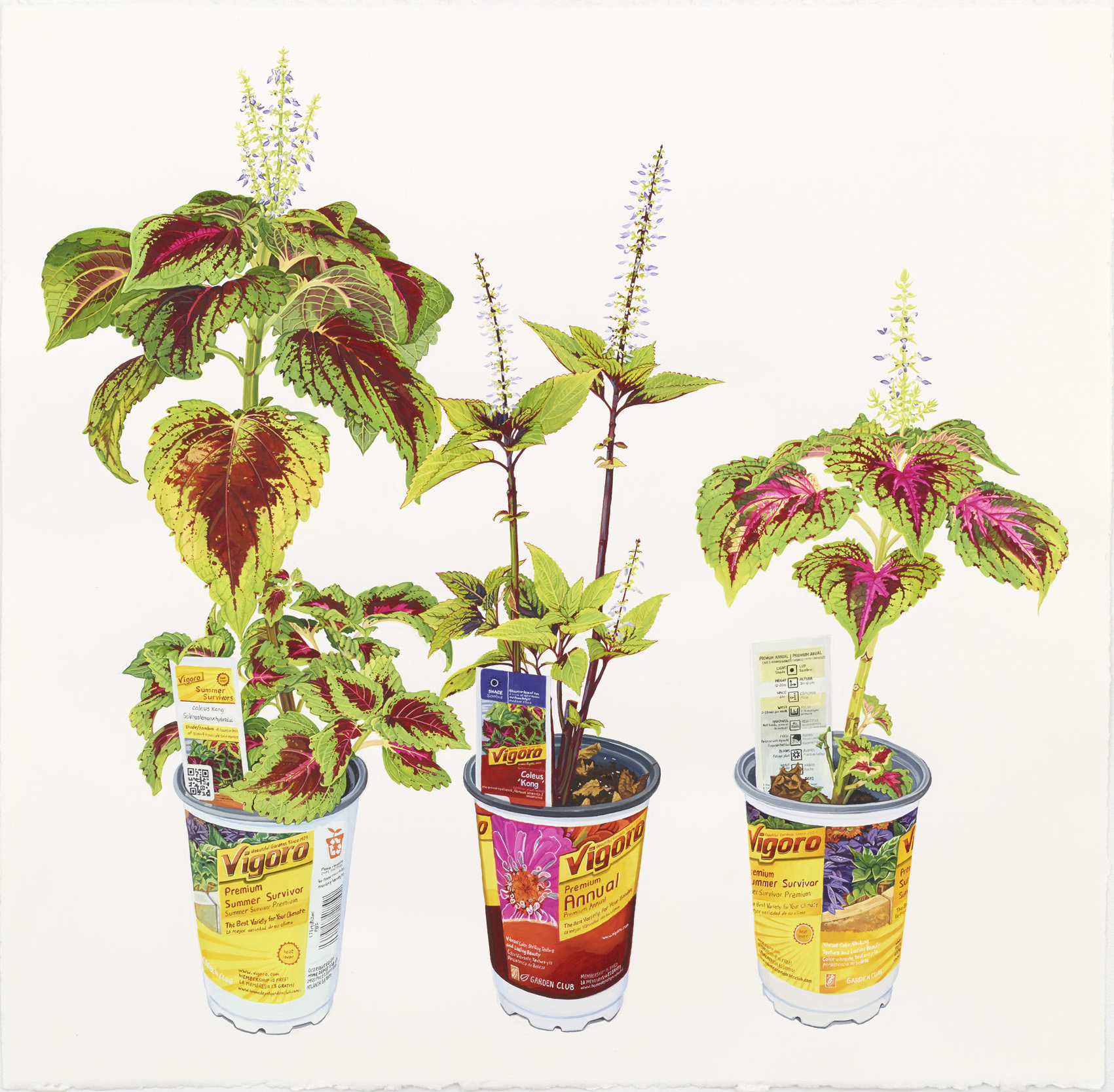 Coleus