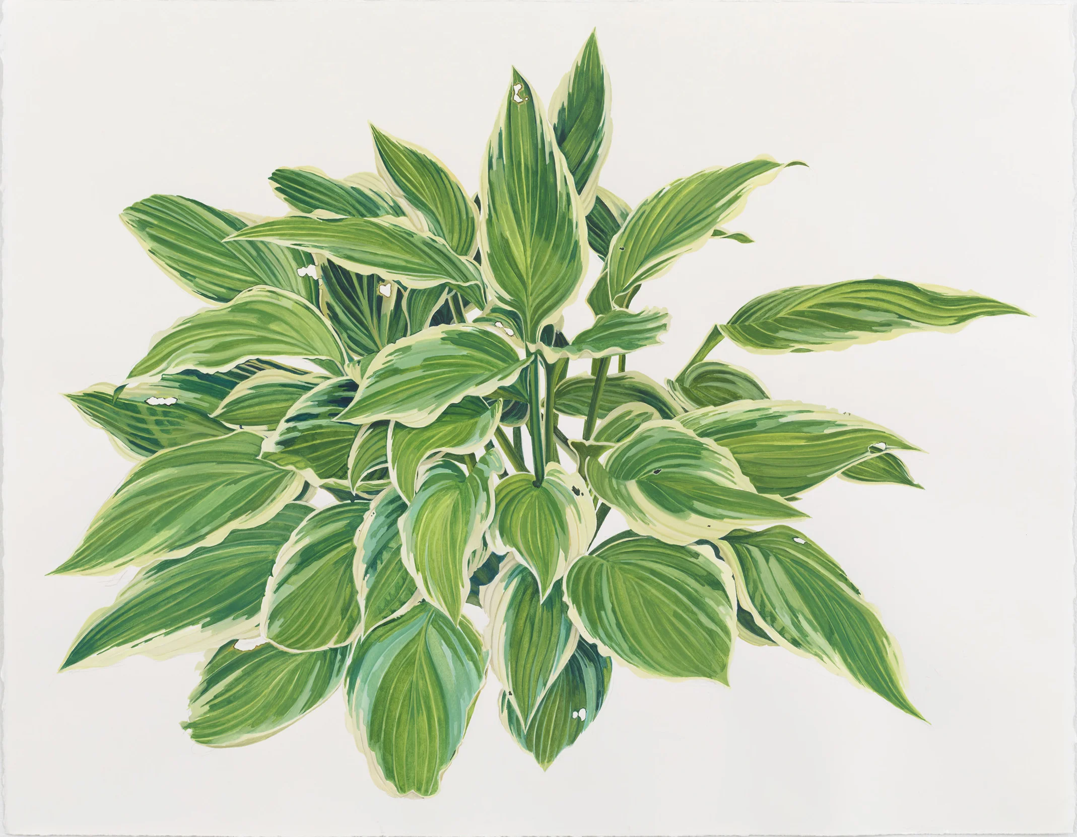 Jessica Rohrer Plants 2013 - present — Jessica Rohrer