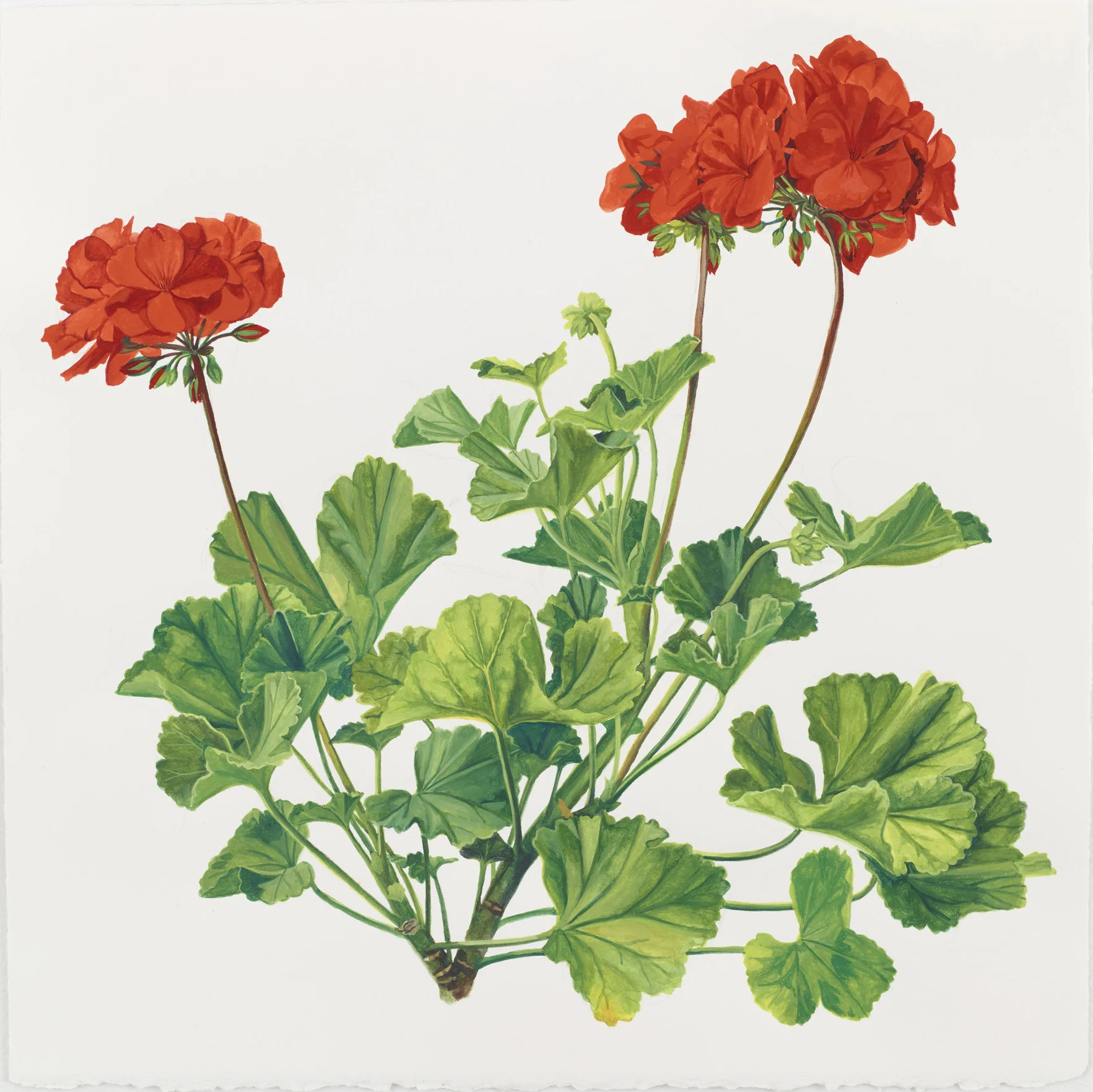 Geranium
