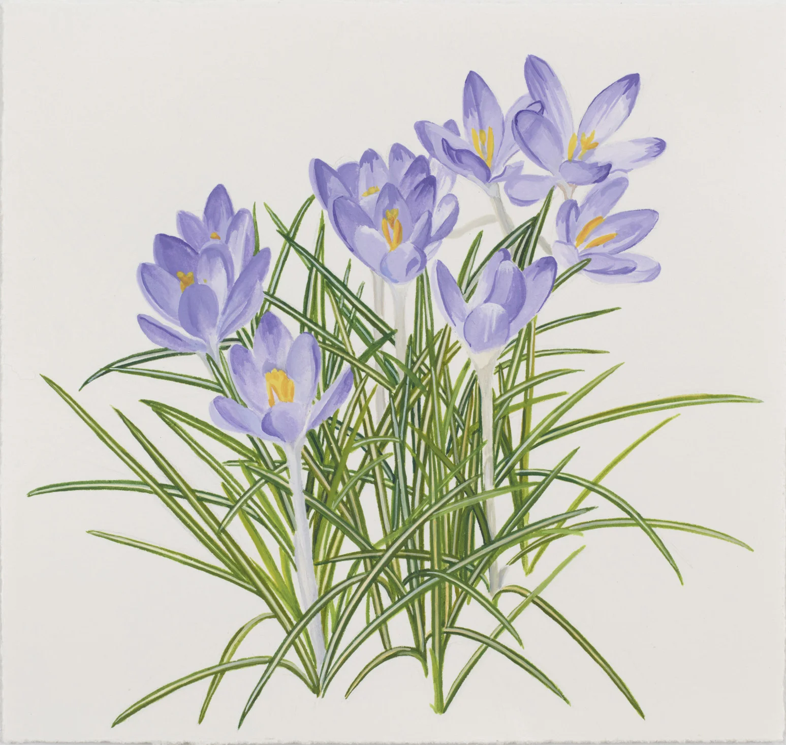 Crocus