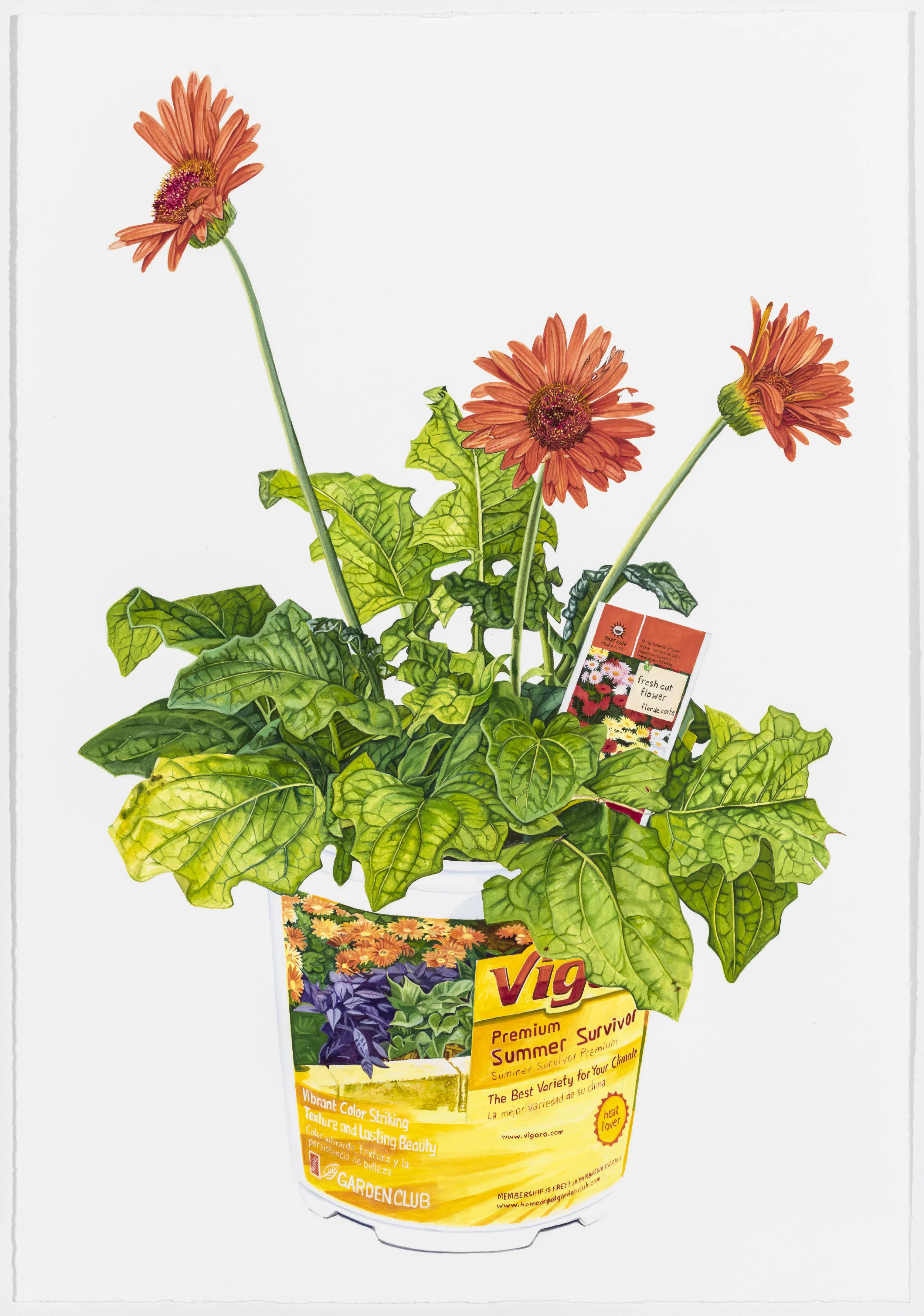 Gerbera