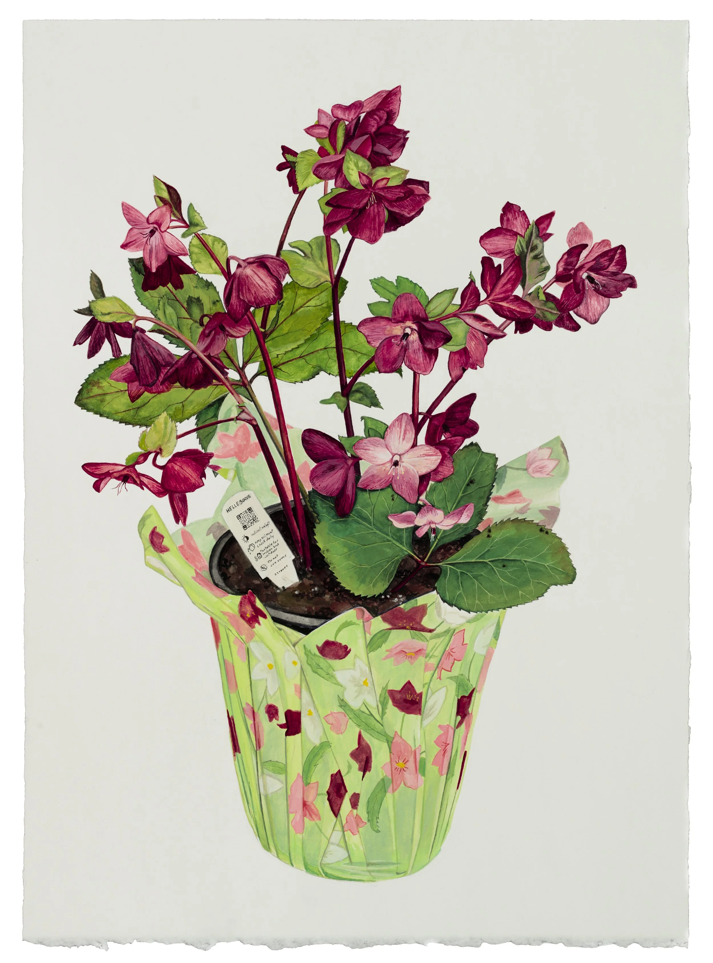 Hellebore