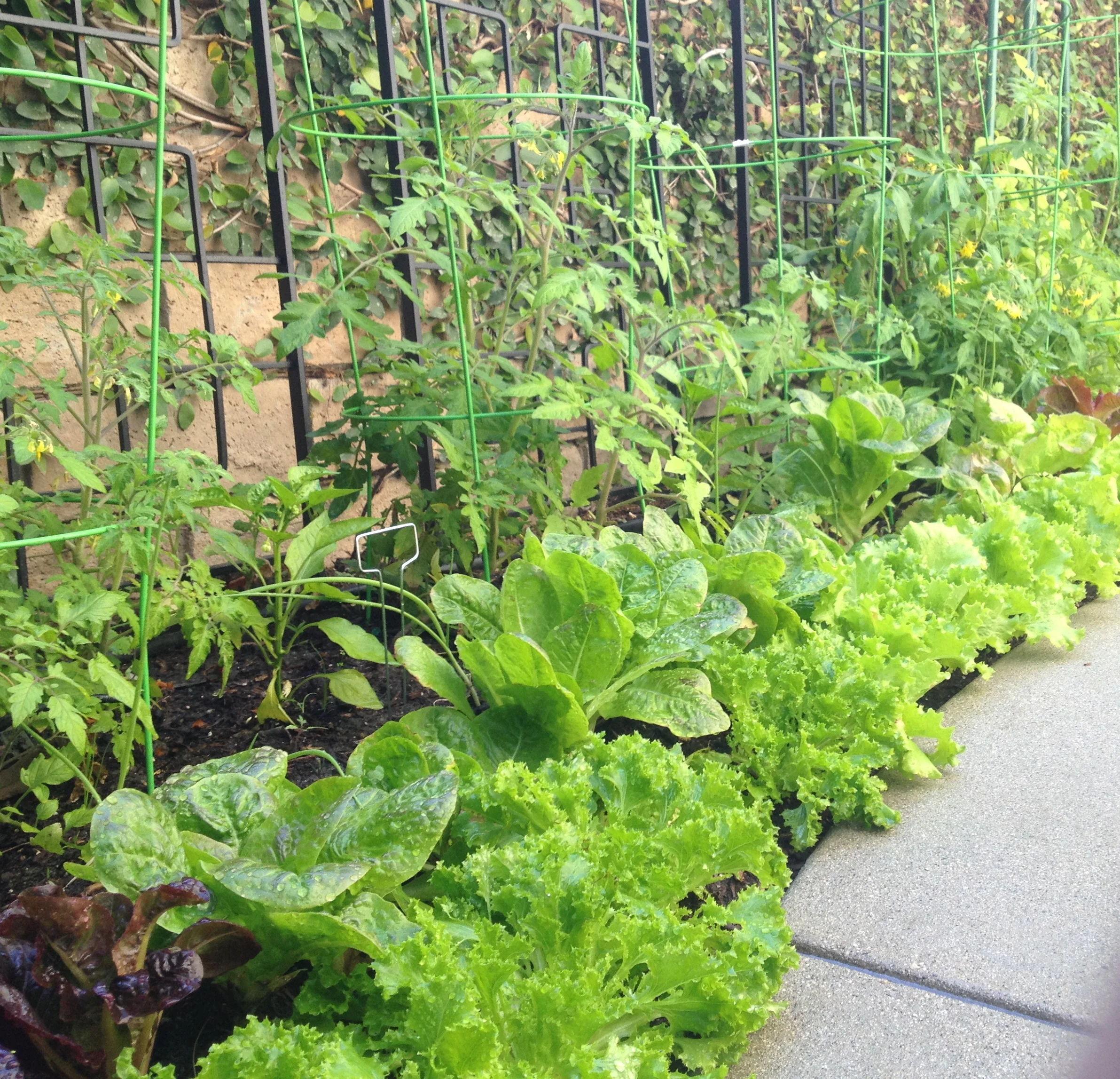 Toluca Lake Vegetable Garden.JPG