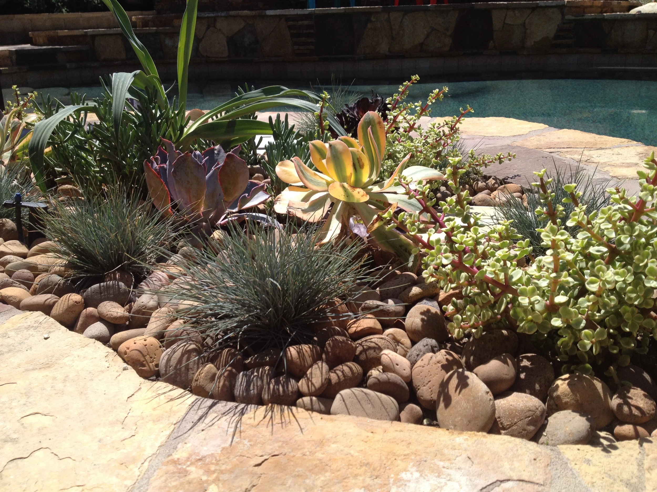 Stevenson Ranch Xeriscape planting.JPG