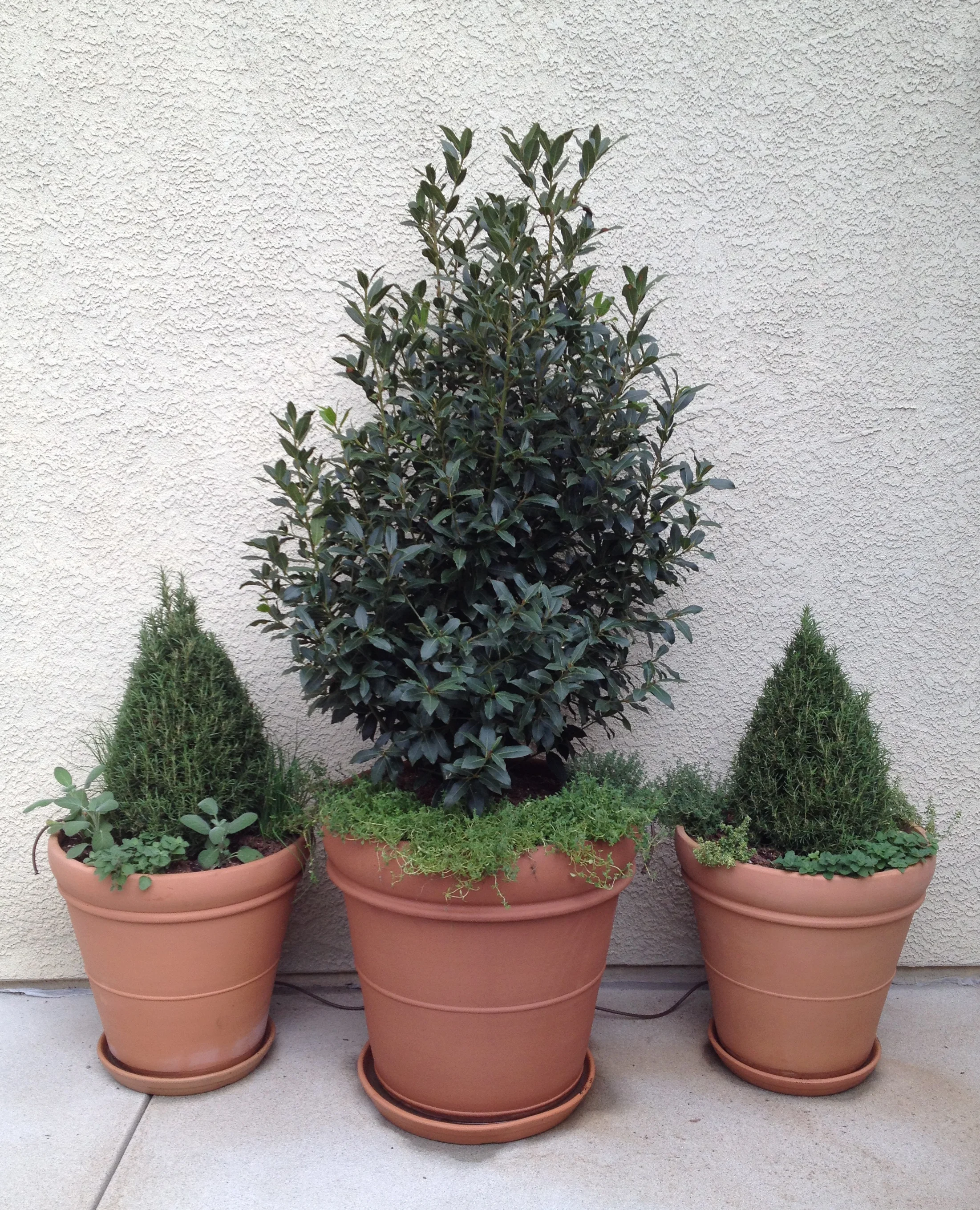 Toluca Lake Herb Garden After.jpg