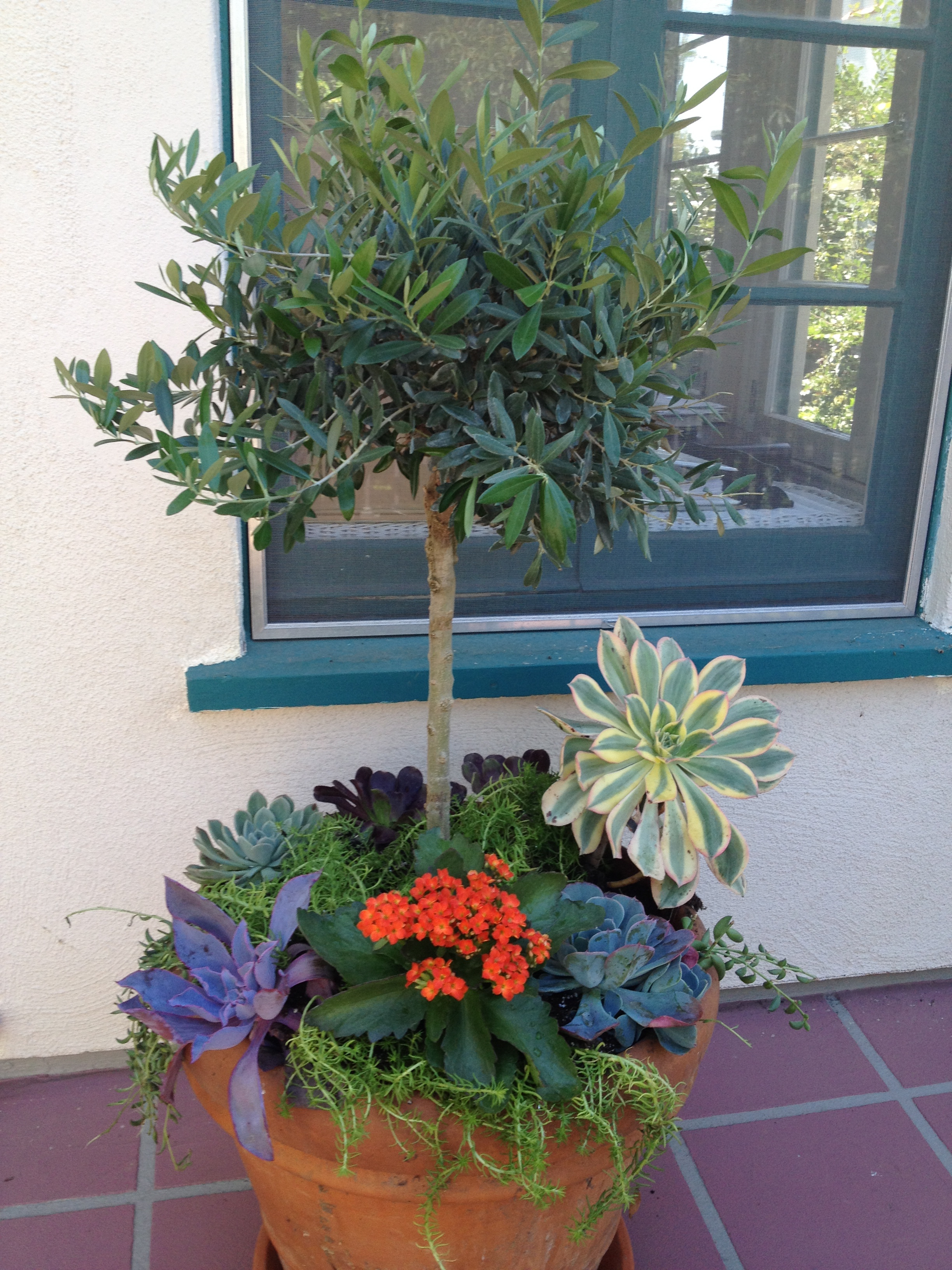 Brentwood Succulent Garden.jpg