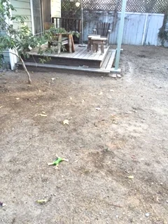 Back Yard Before