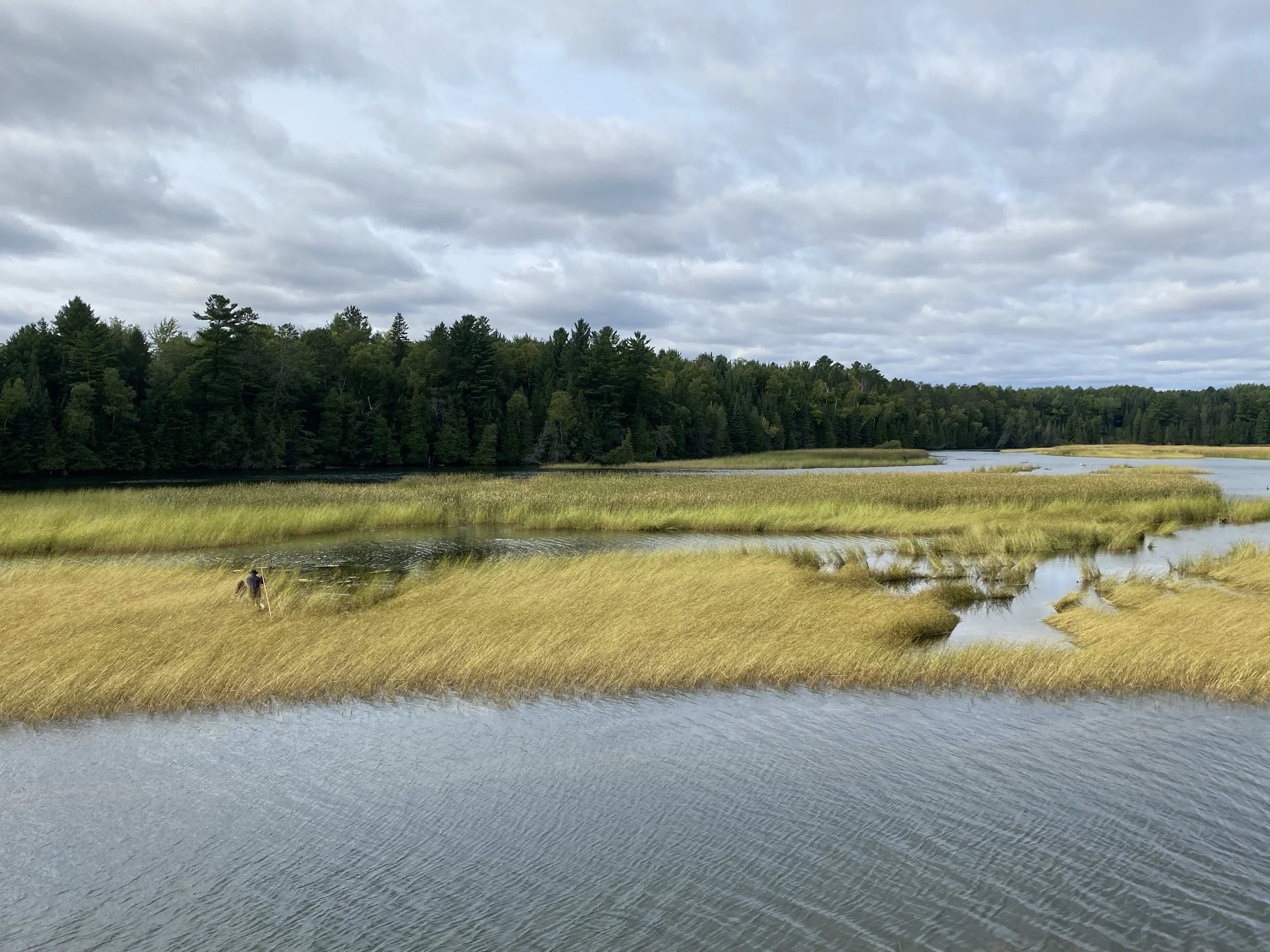 Wild Rice Restoration