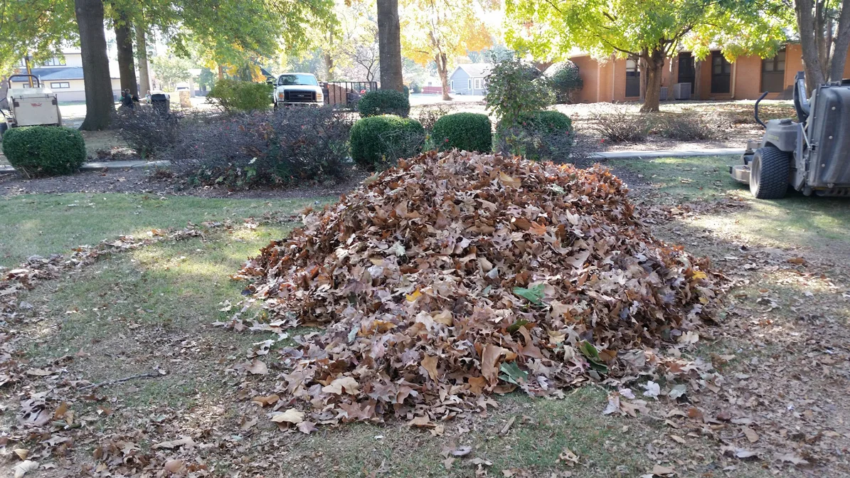 CFN_leaves_pile_web.jpg