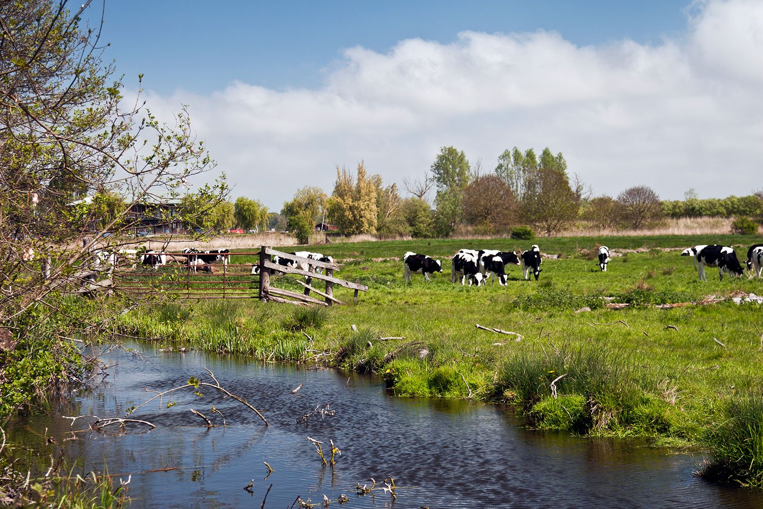 marshes-and-closer-cows.jpg