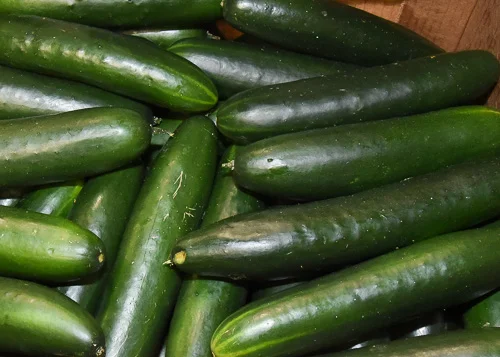 Cucumber