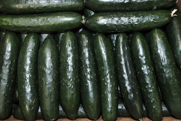 Cucumber