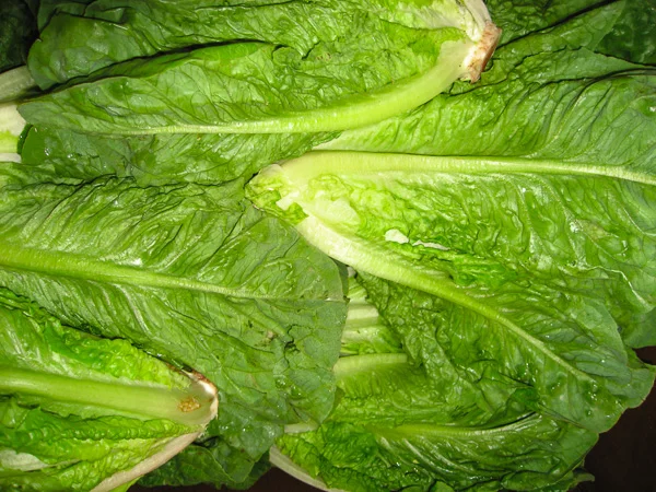 Romaine, Organic